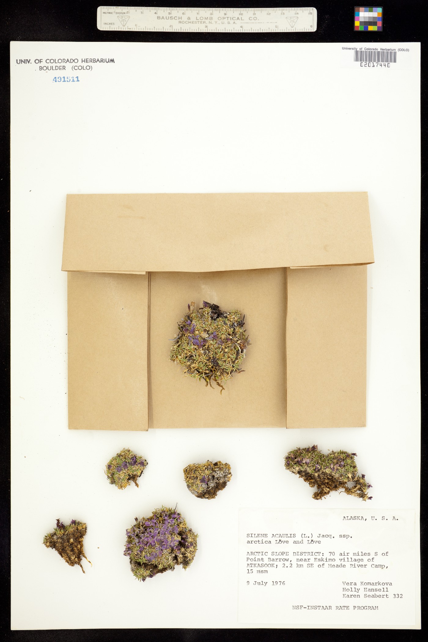 Silene acaulis image