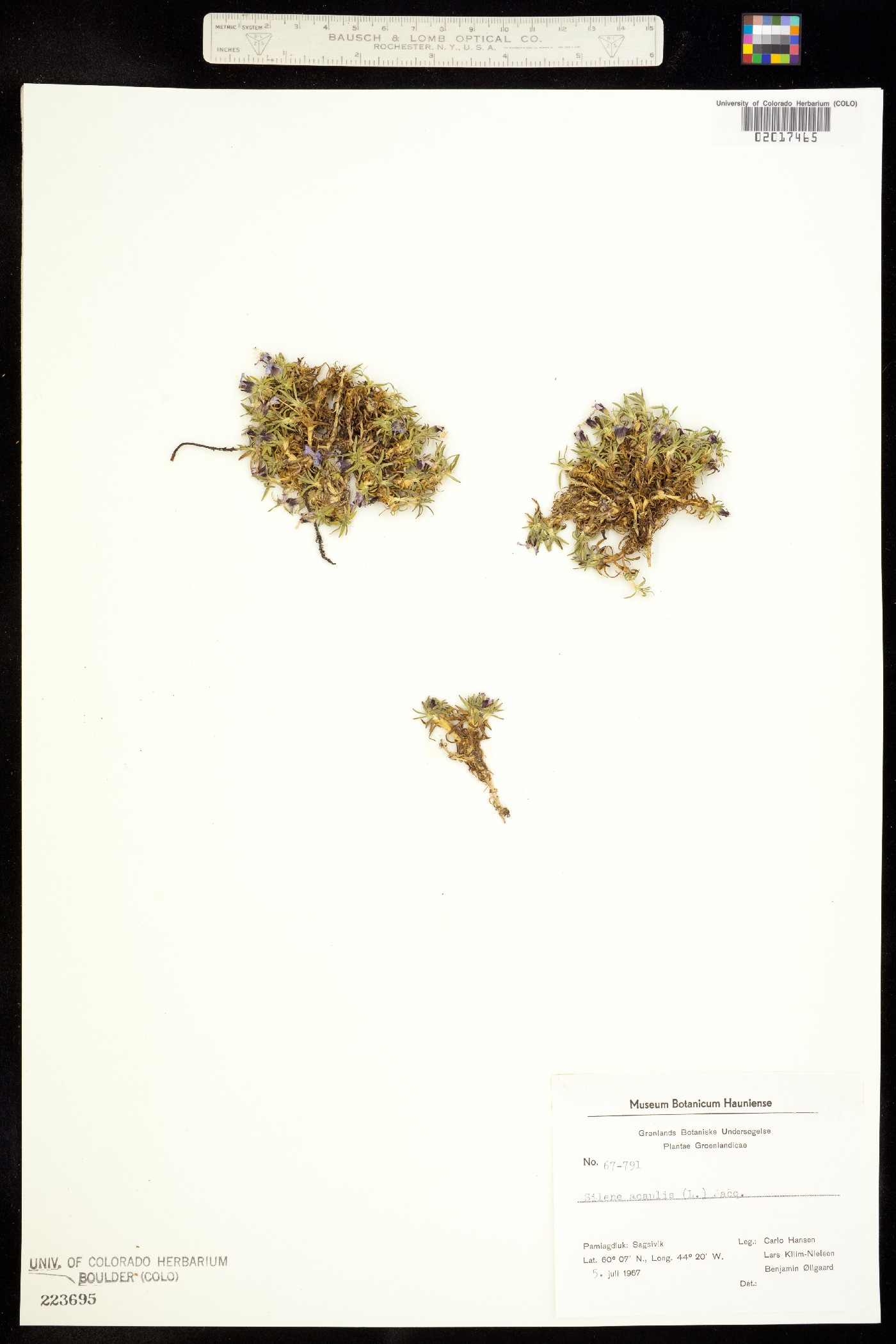 Silene acaulis image