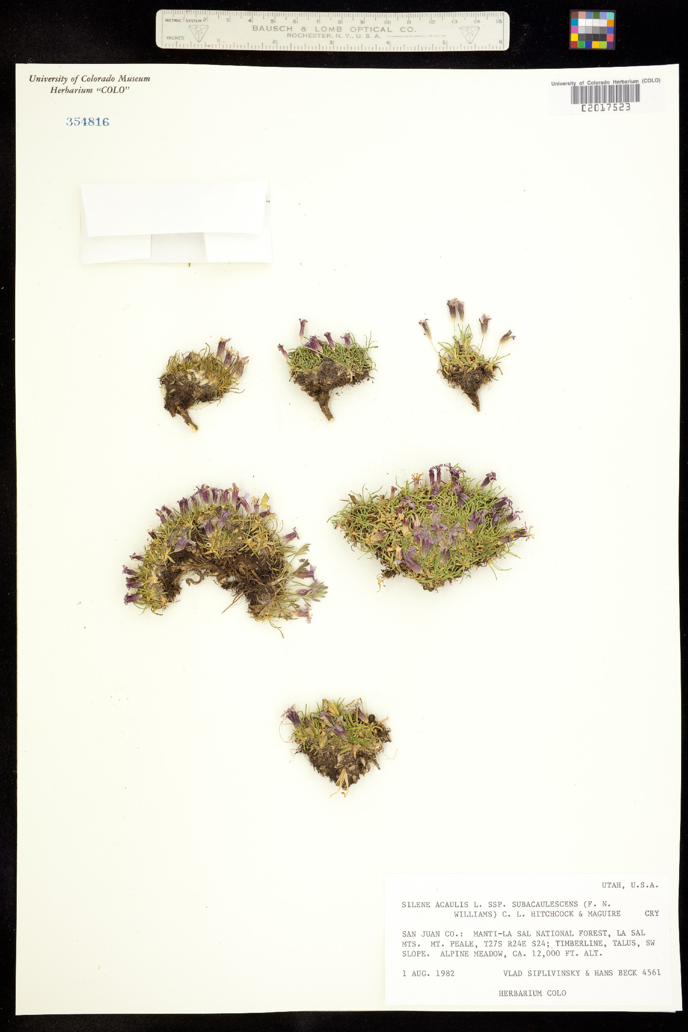 Silene acaulis image