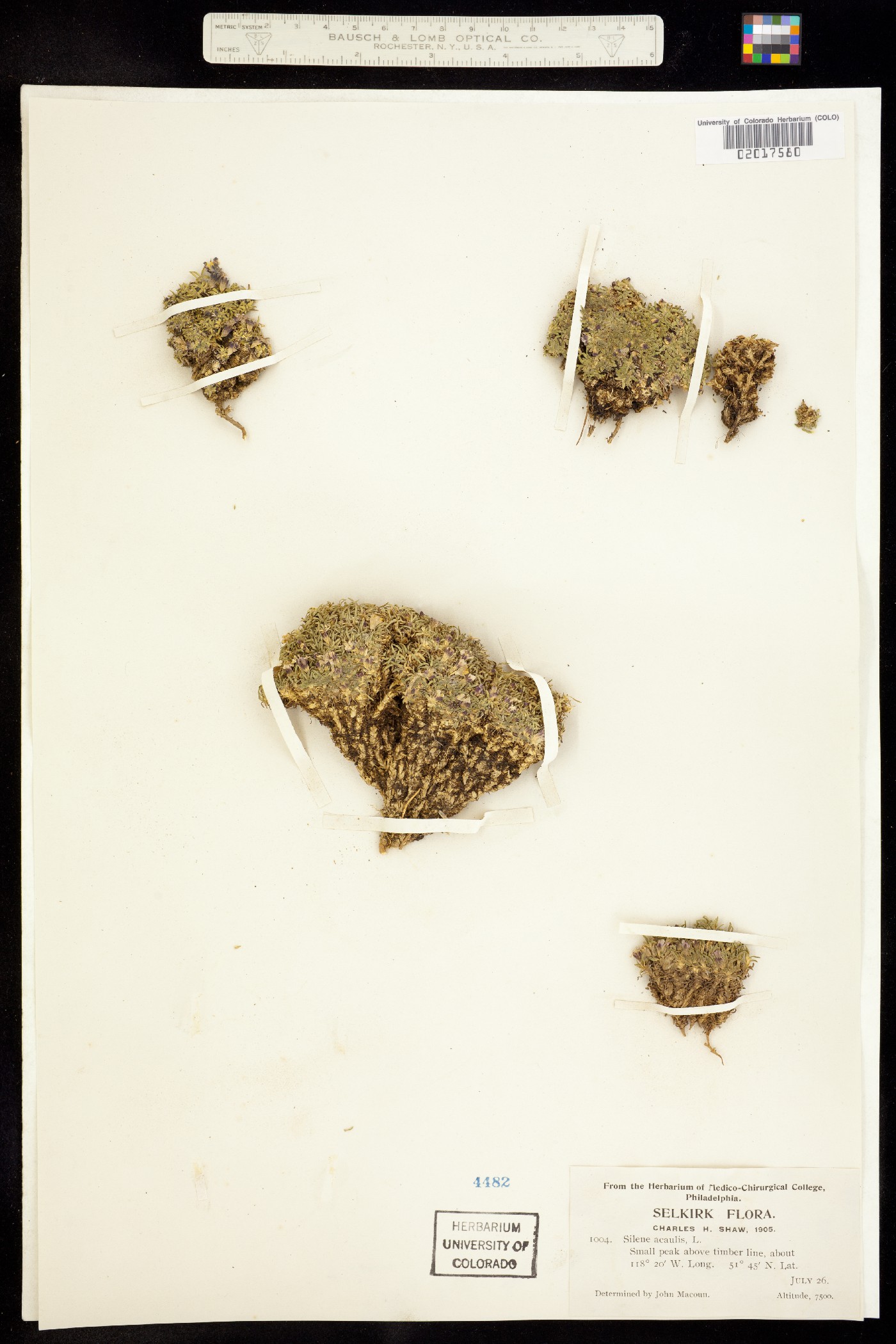 Silene acaulis image