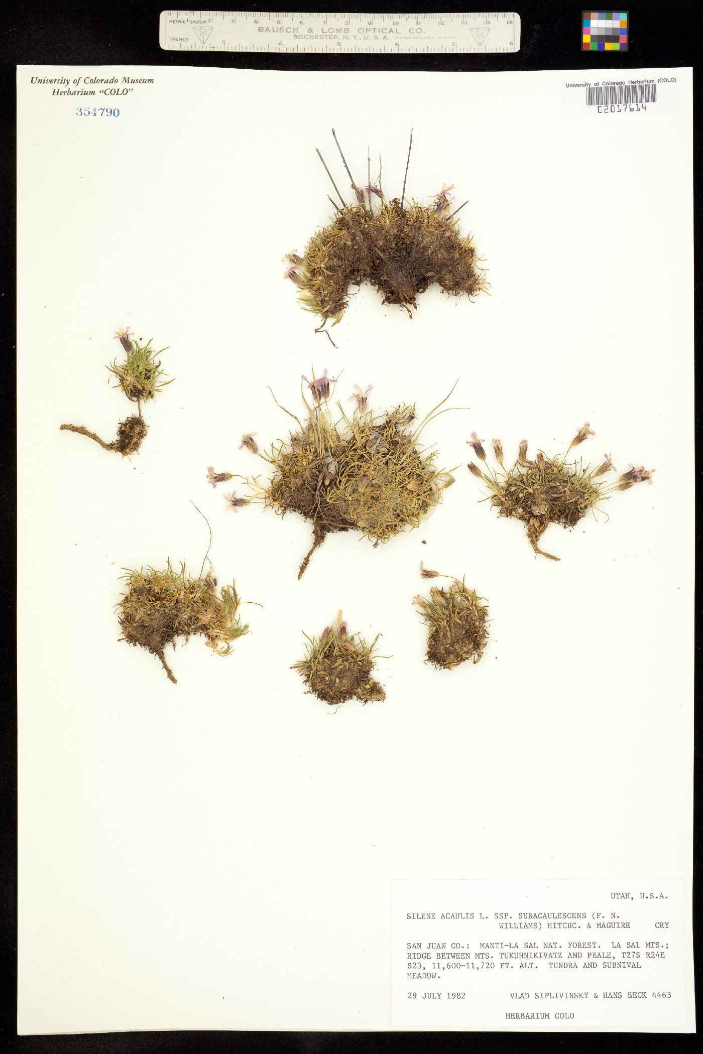 Silene acaulis image