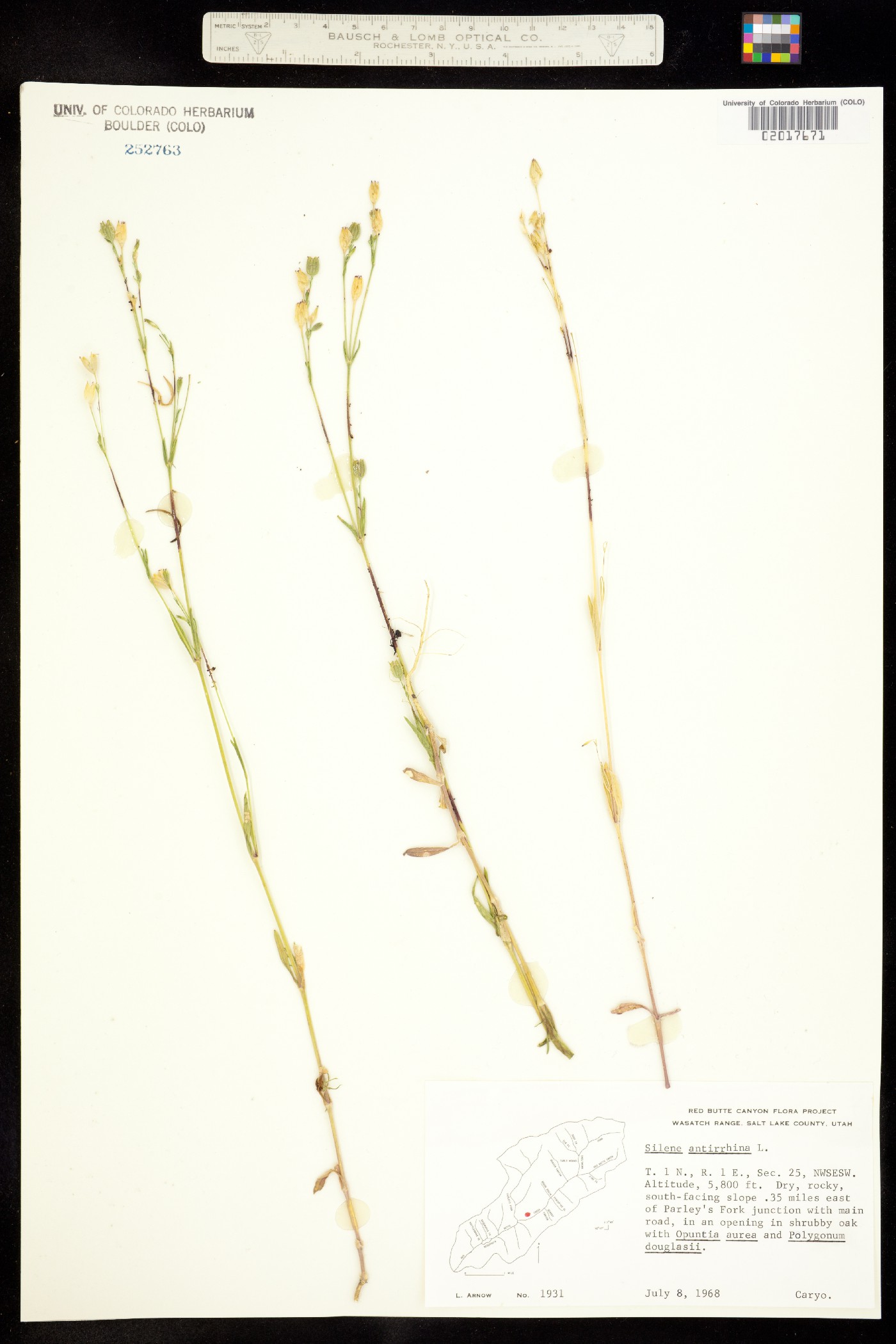 Silene antirrhina image