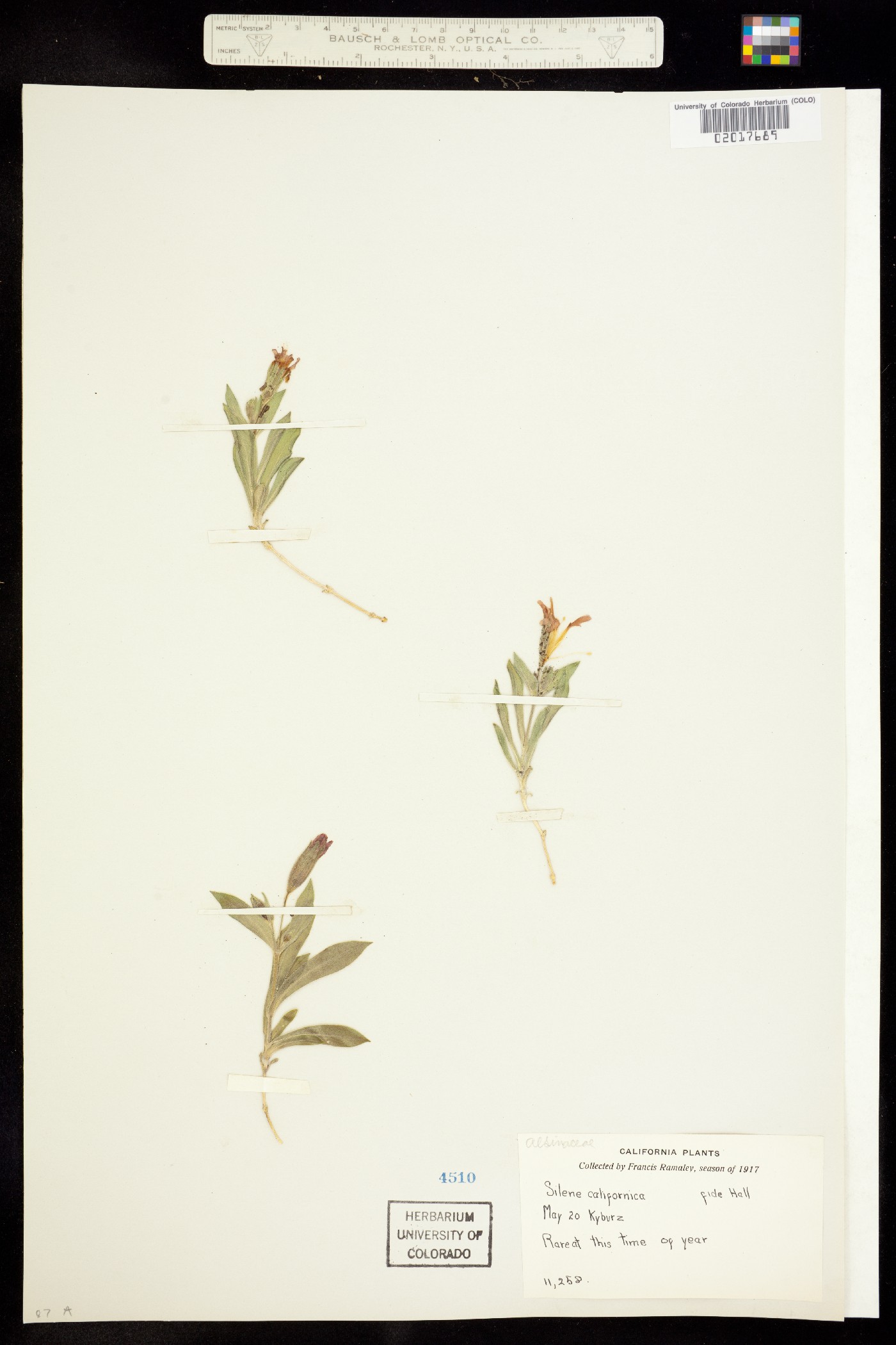 Silene laciniata ssp. californica image