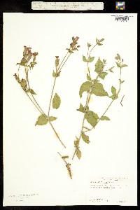 Silene laciniata ssp. californica image