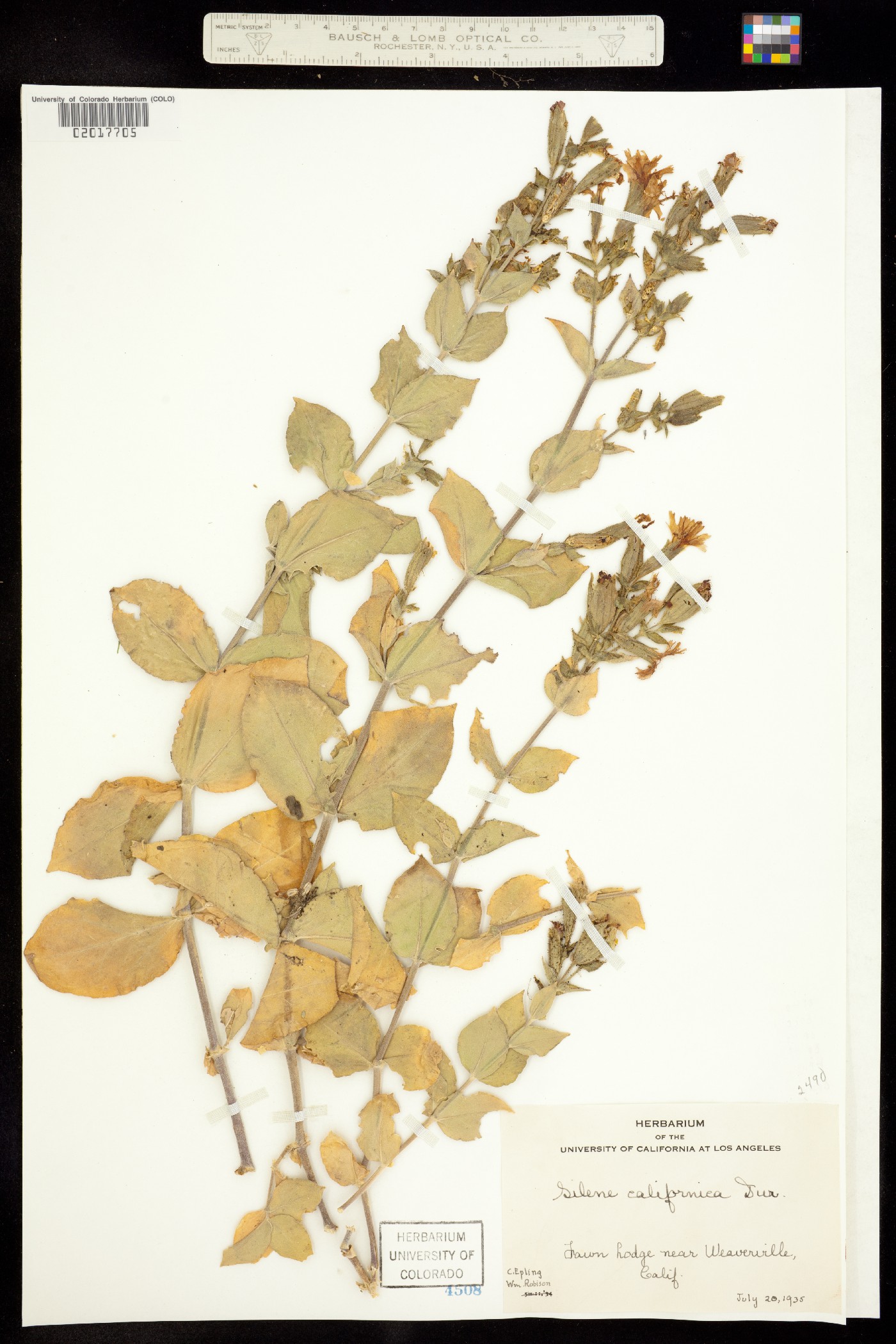 Silene laciniata image