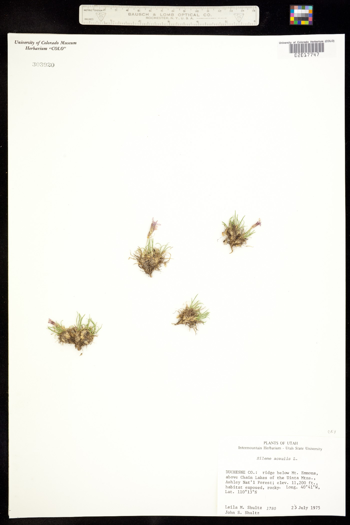 Silene acaulis image