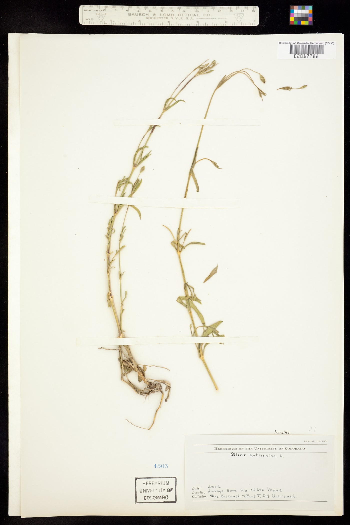 Silene antirrhina image