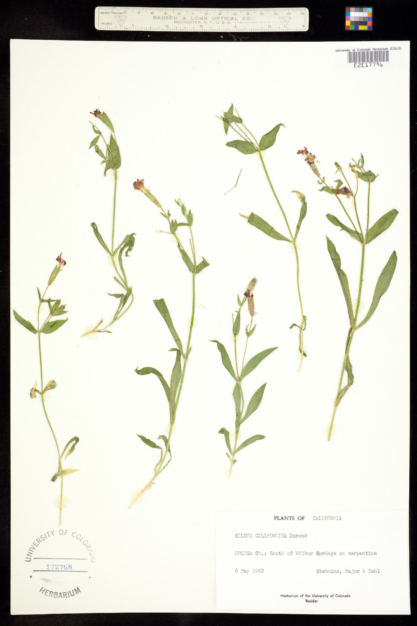 Silene laciniata image