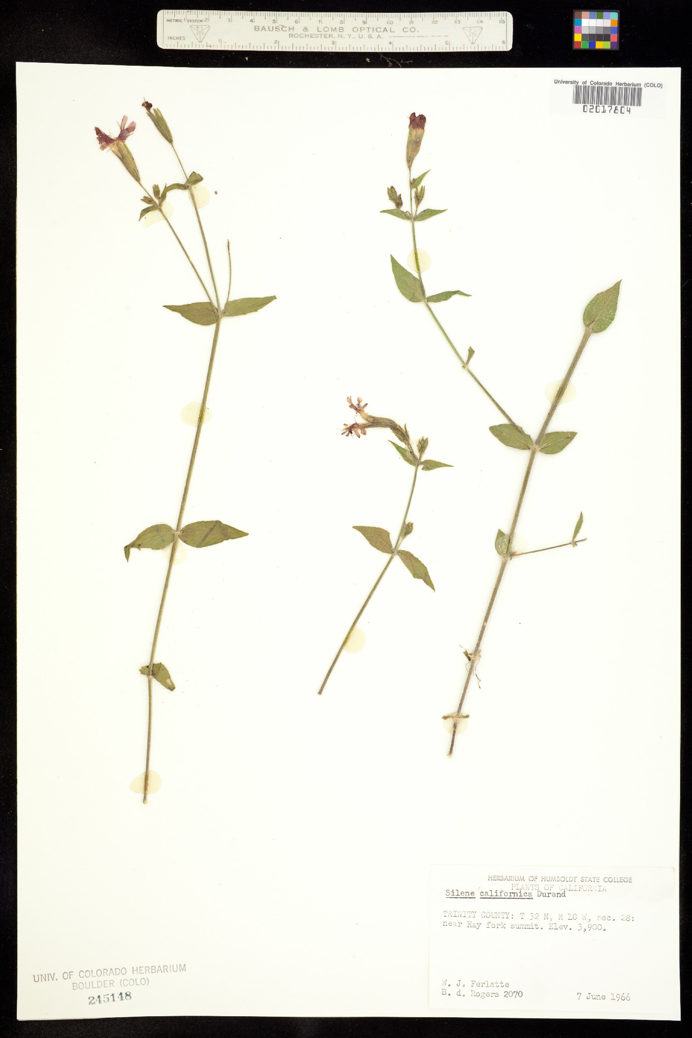 Silene laciniata ssp. californica image