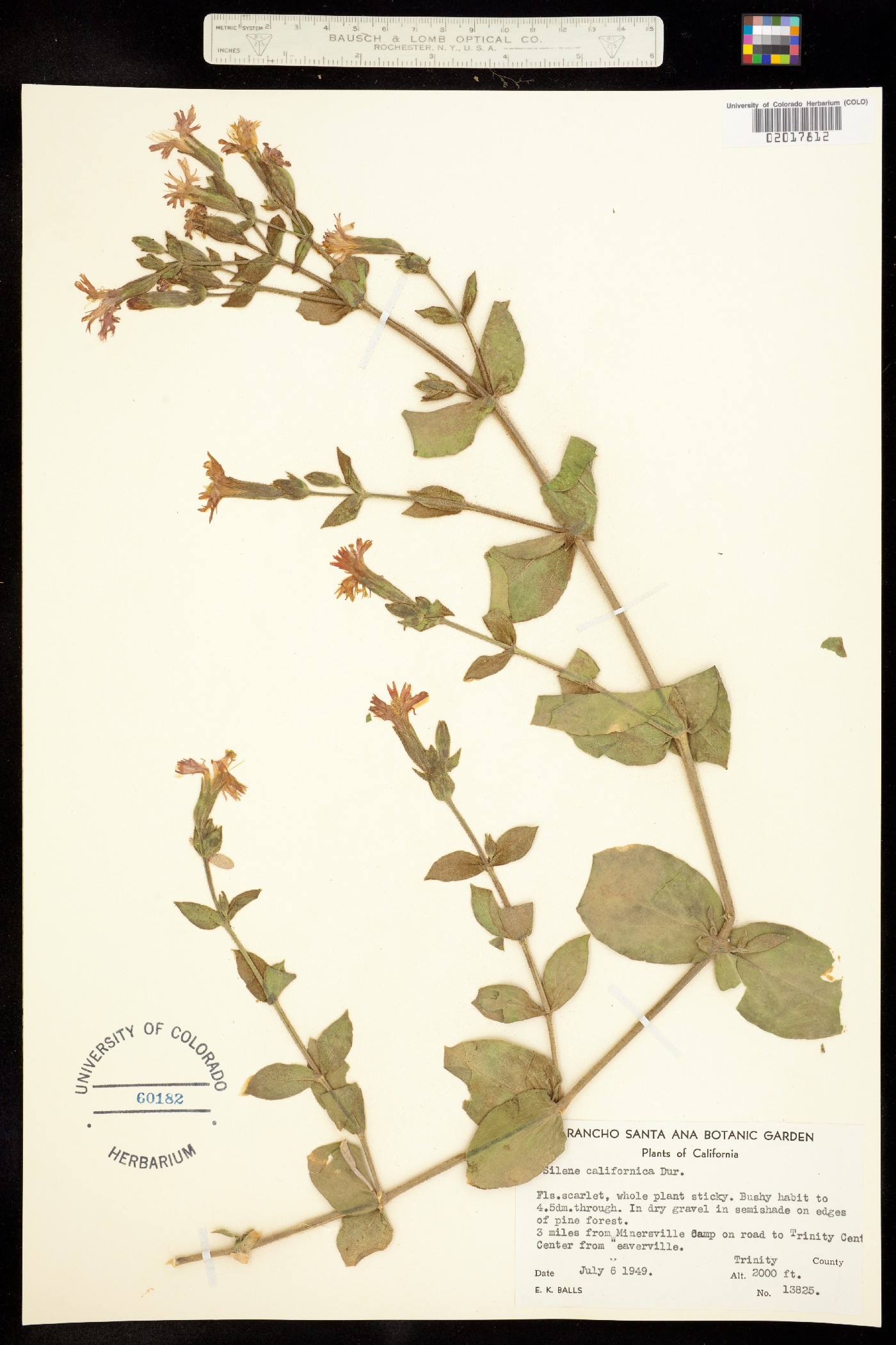 Silene laciniata image