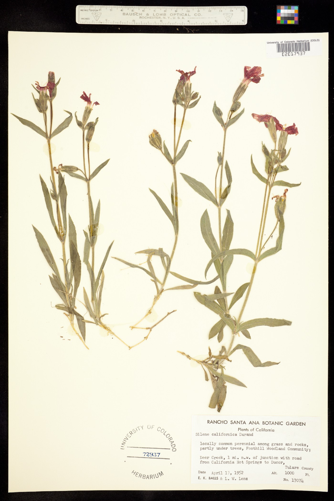 Silene laciniata image