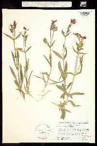 Silene laciniata ssp. californica image