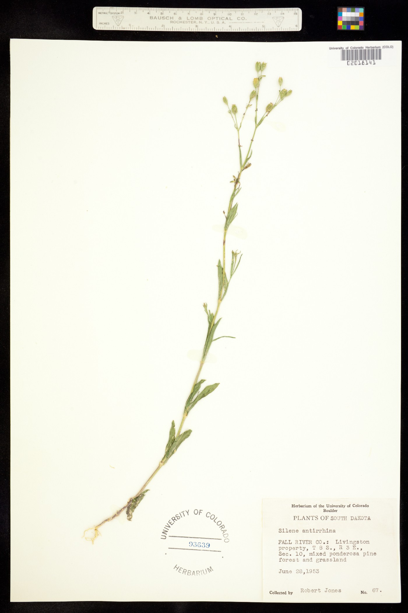 Silene antirrhina image