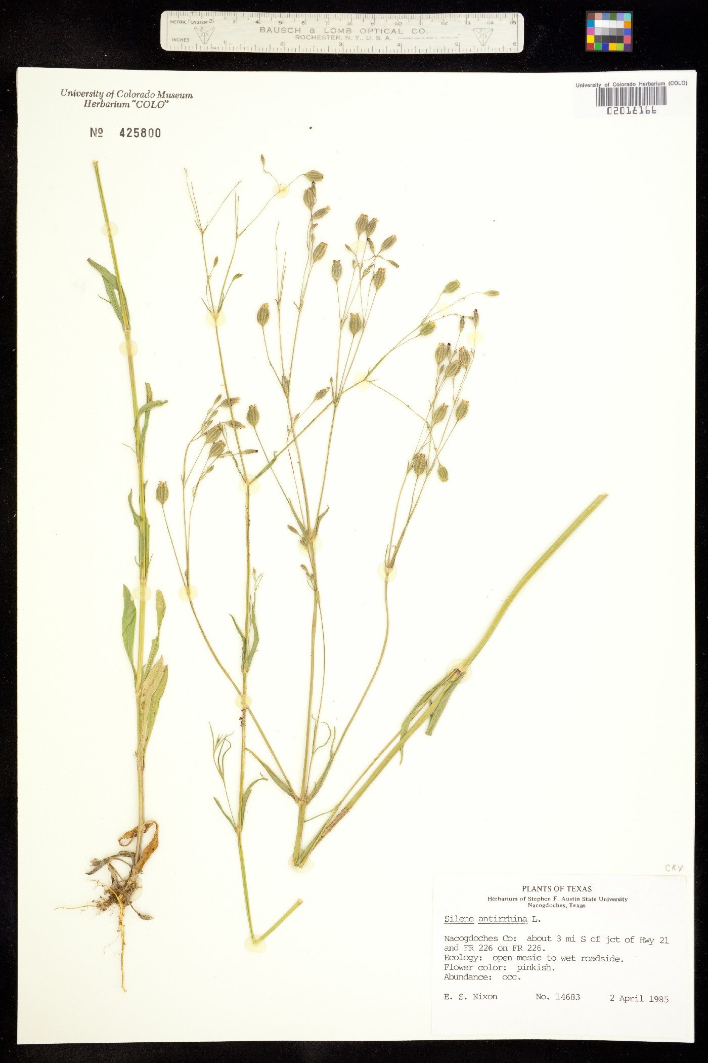 Silene antirrhina image