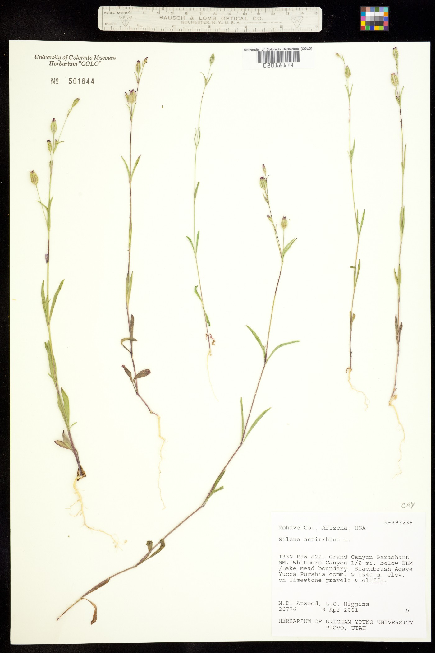 Silene antirrhina image