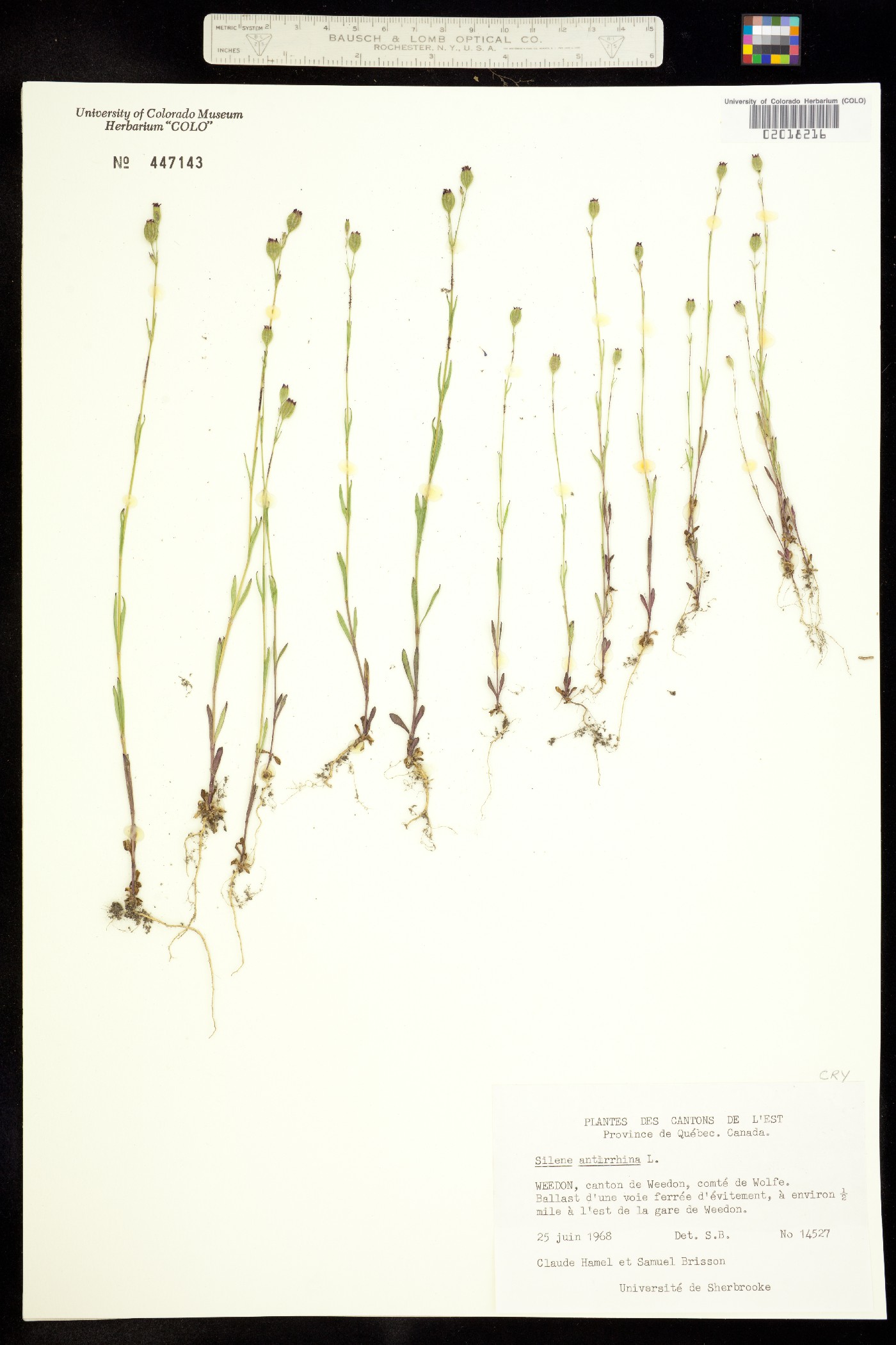 Silene antirrhina image