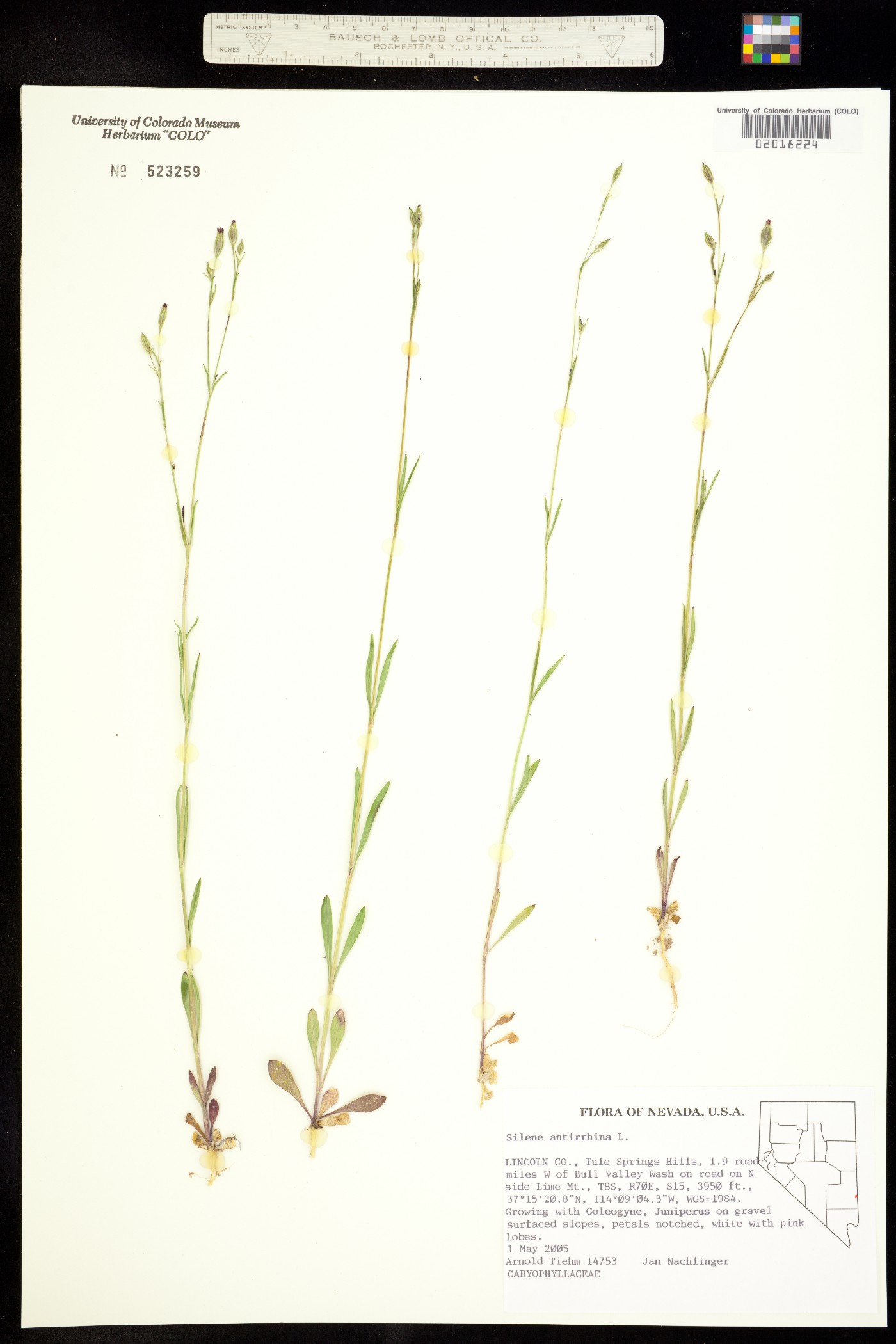 Silene antirrhina image