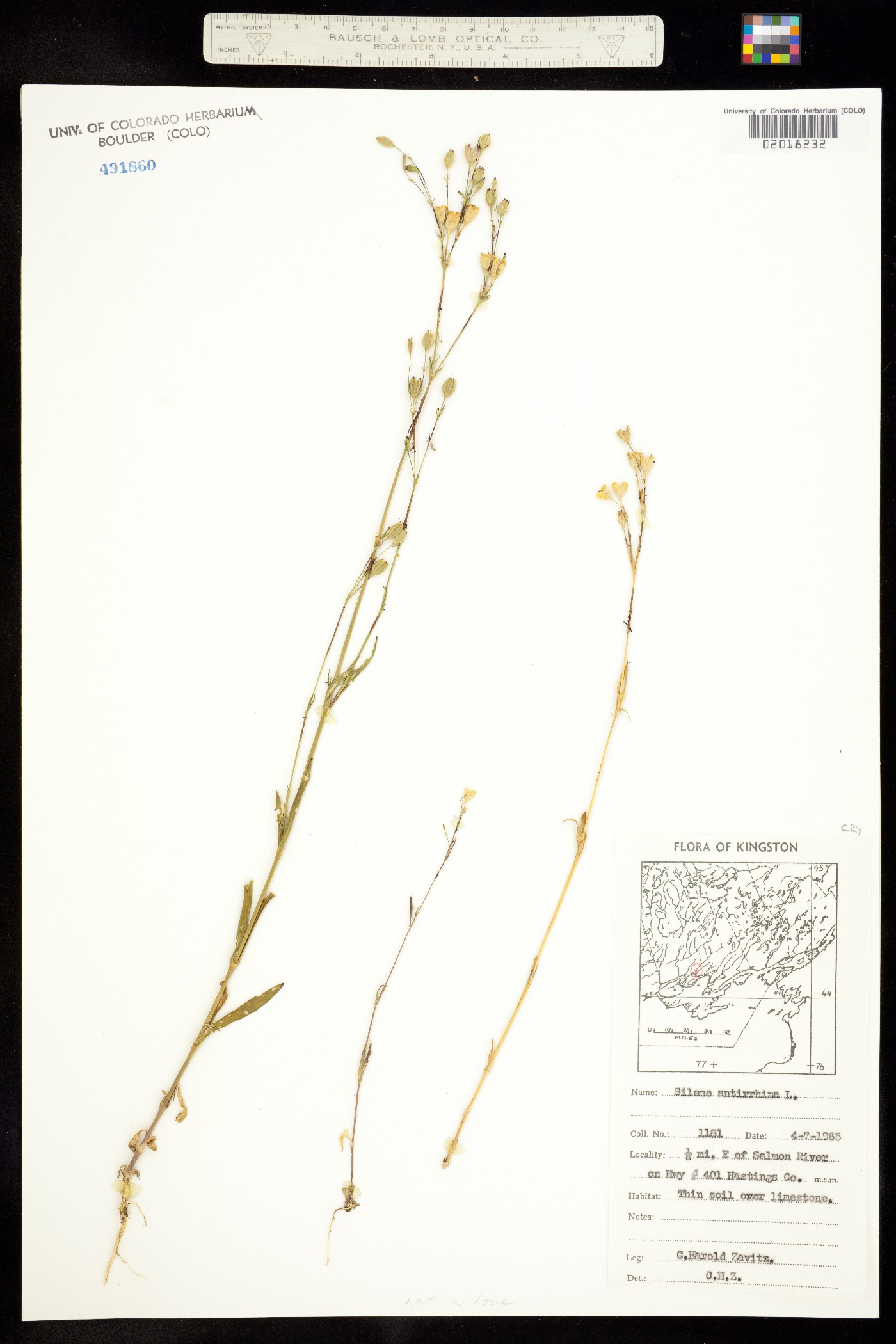 Silene antirrhina image