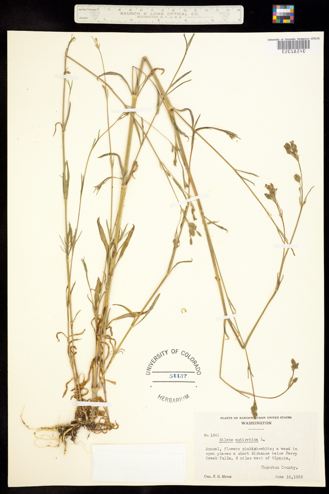 Silene antirrhina image