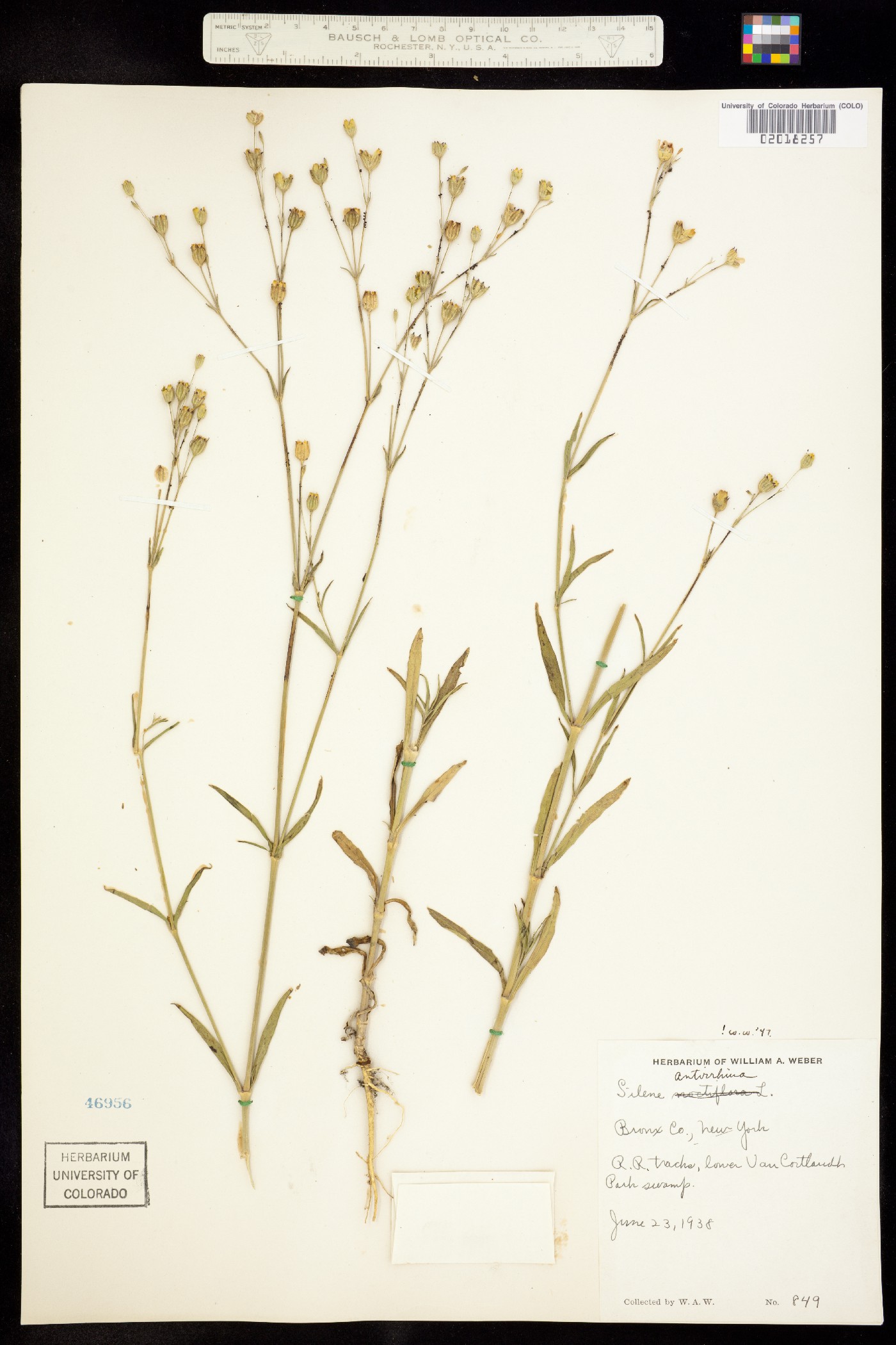 Silene antirrhina image