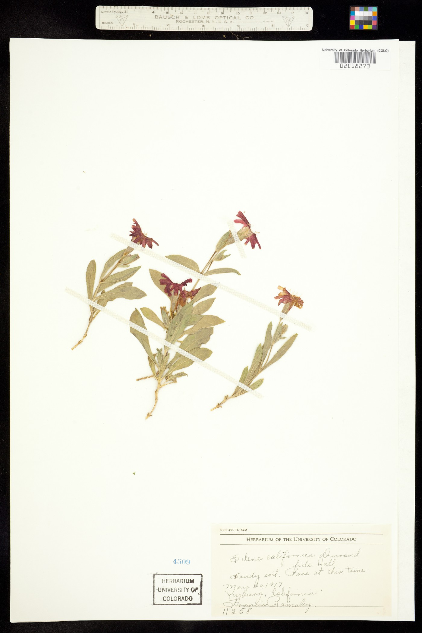 Silene laciniata ssp. californica image