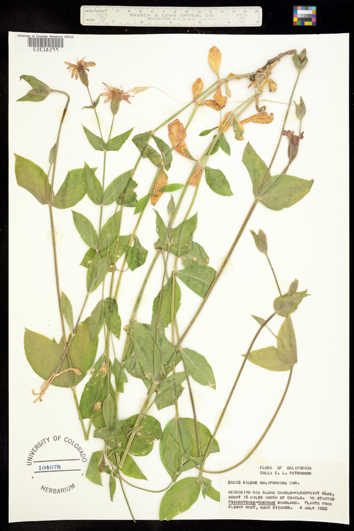 Silene laciniata image