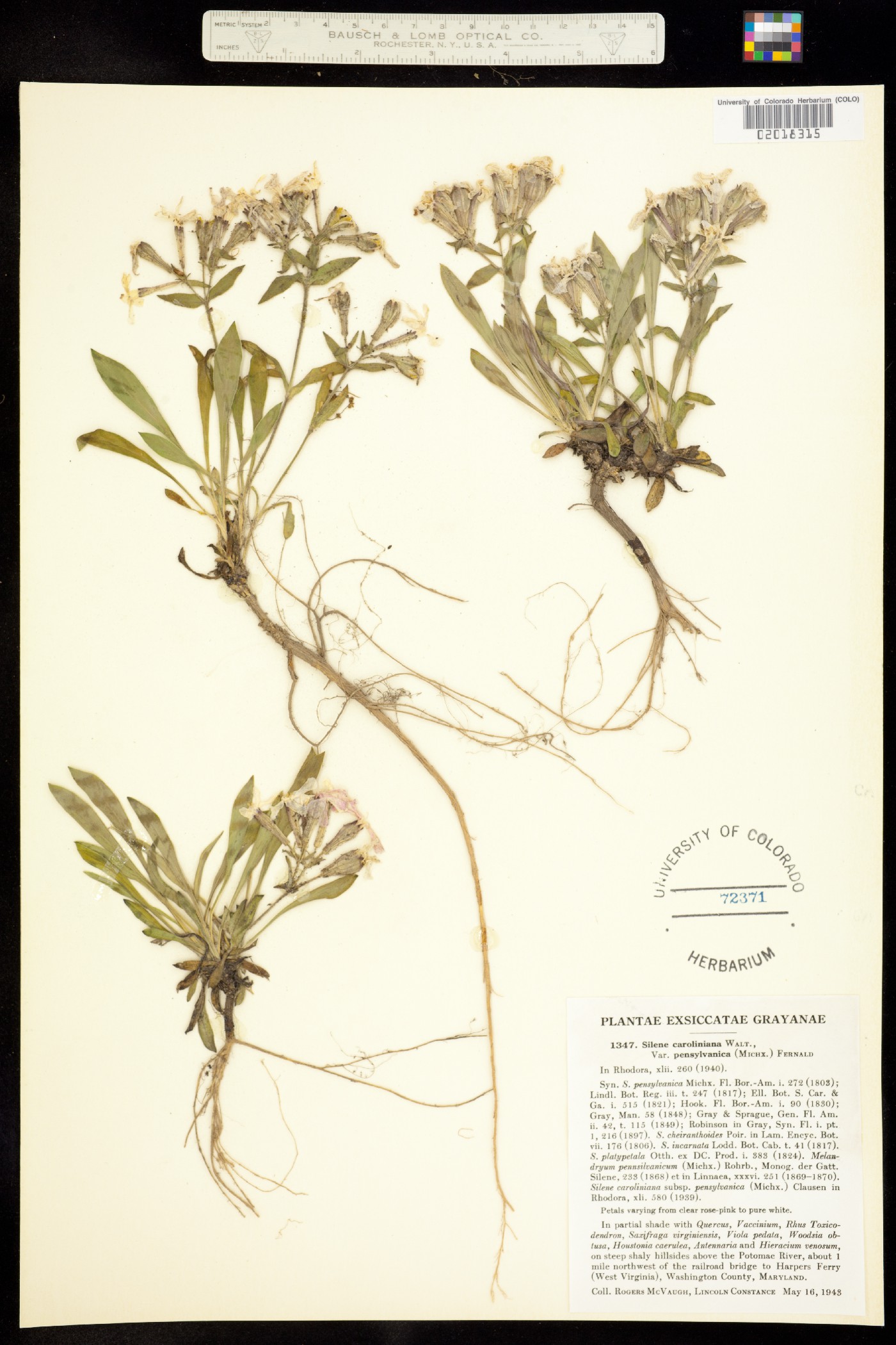 Silene caroliniana image