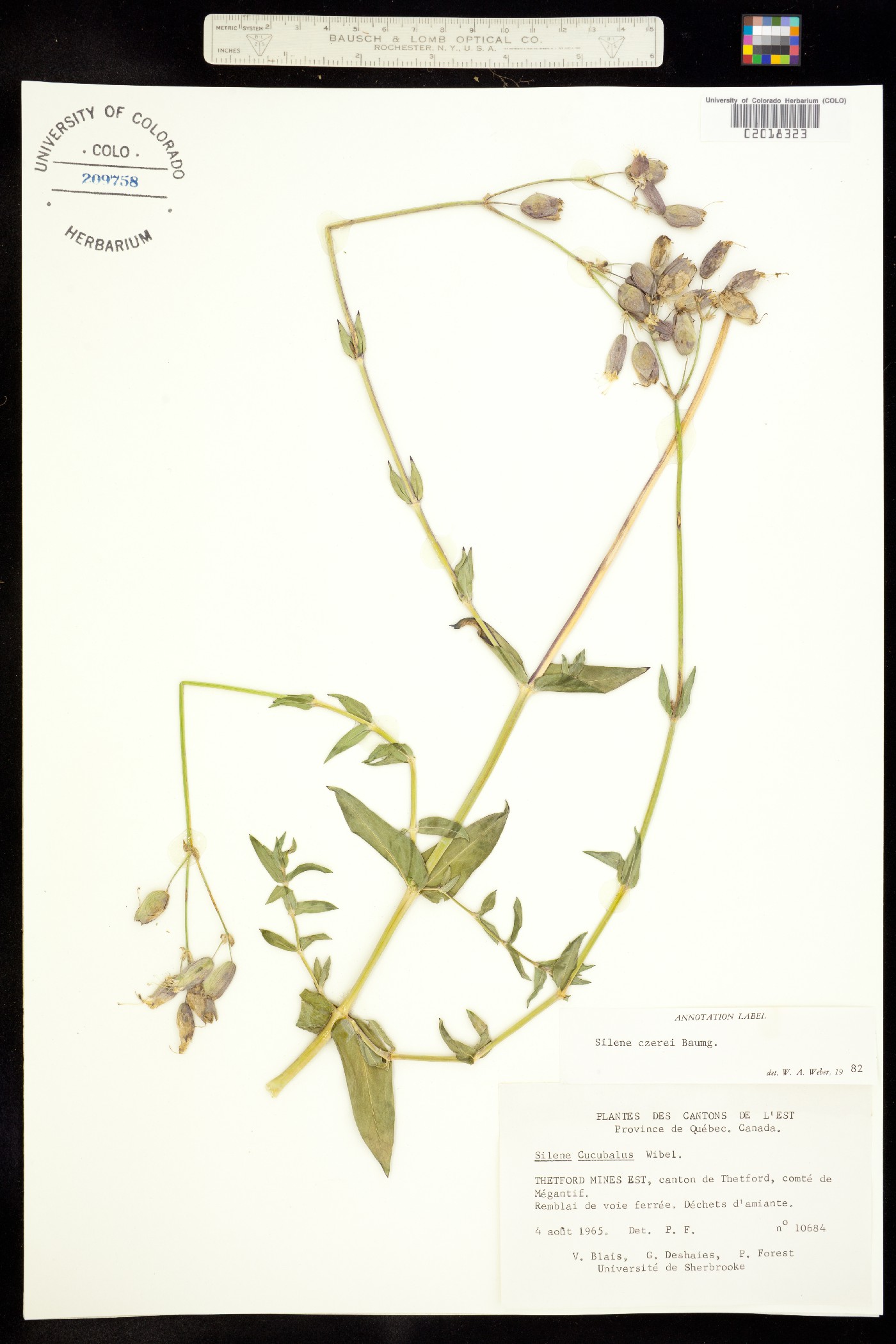 Silene csereii image