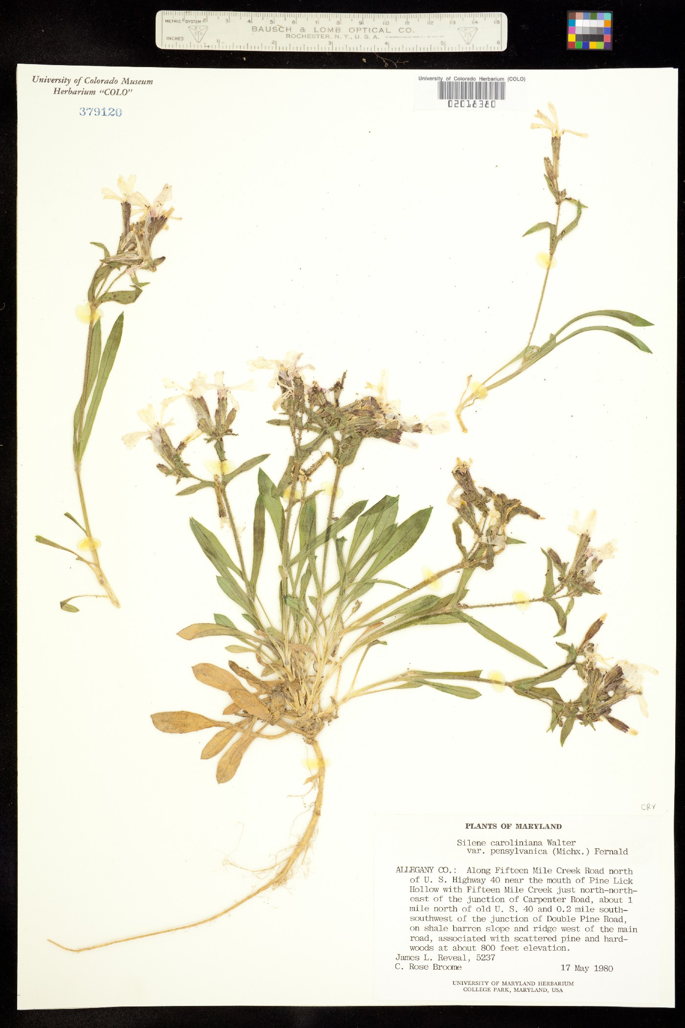Silene caroliniana image