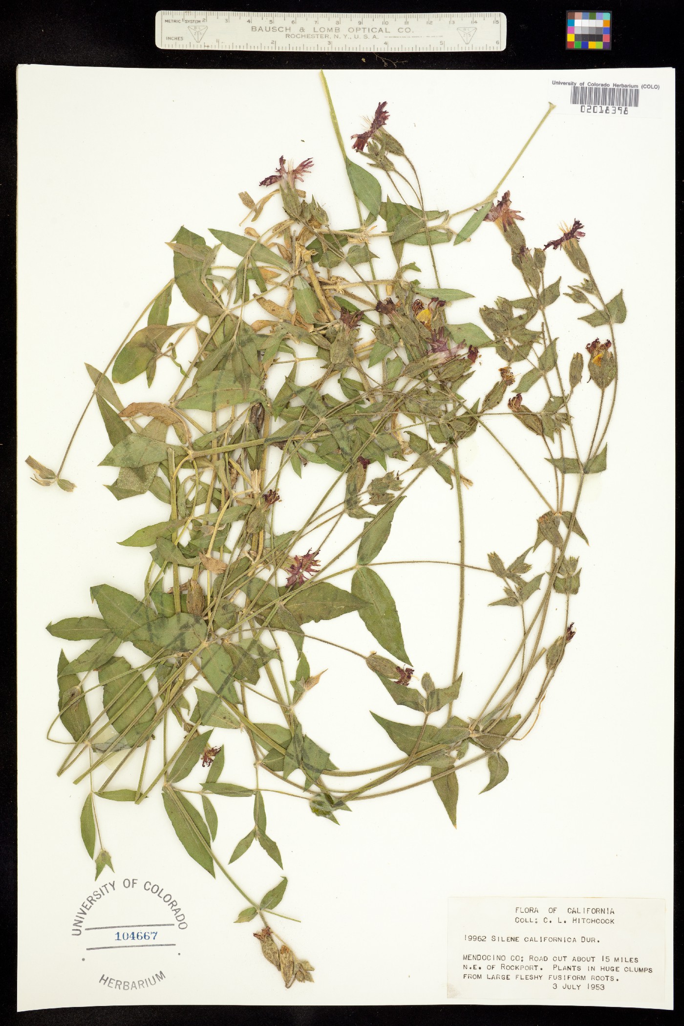 Silene laciniata image