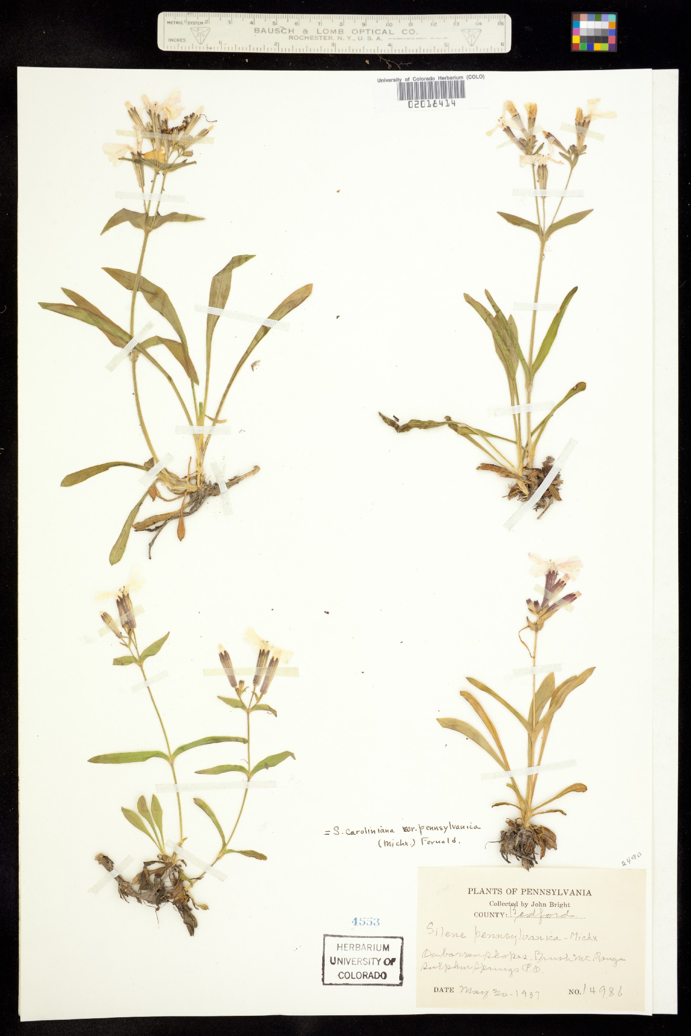 Silene caroliniana image