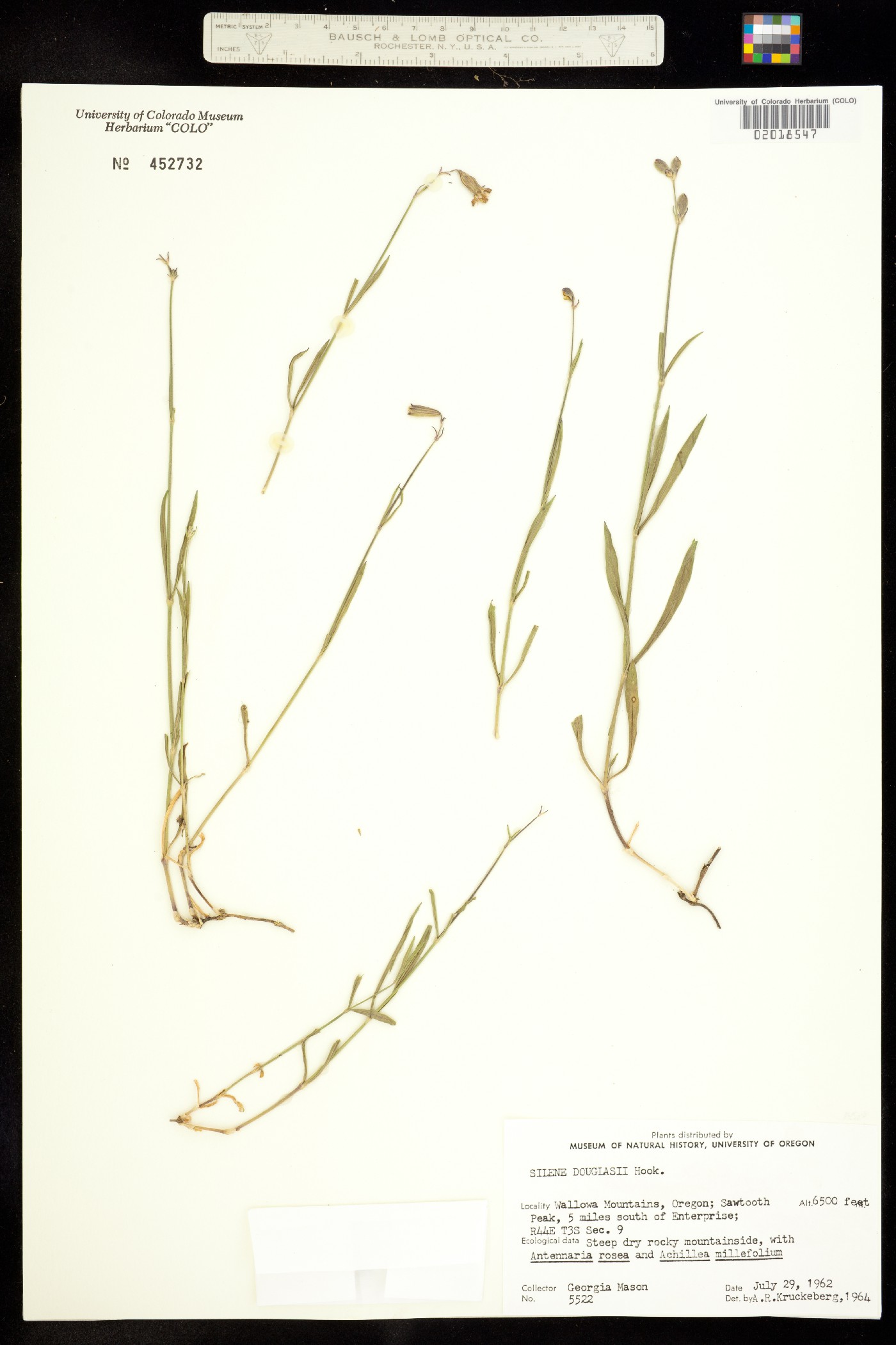 Silene douglasii image