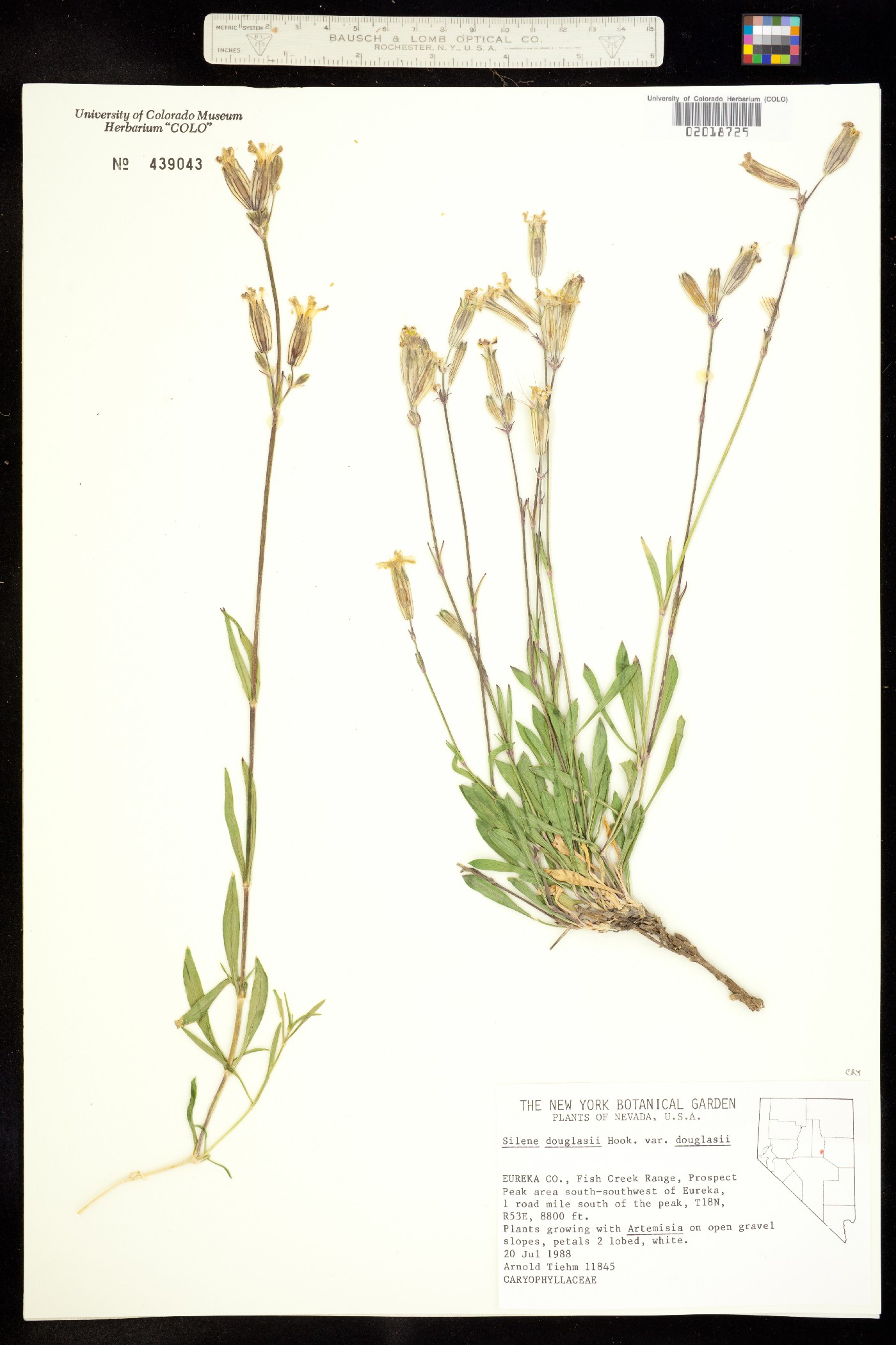 Silene douglasii image