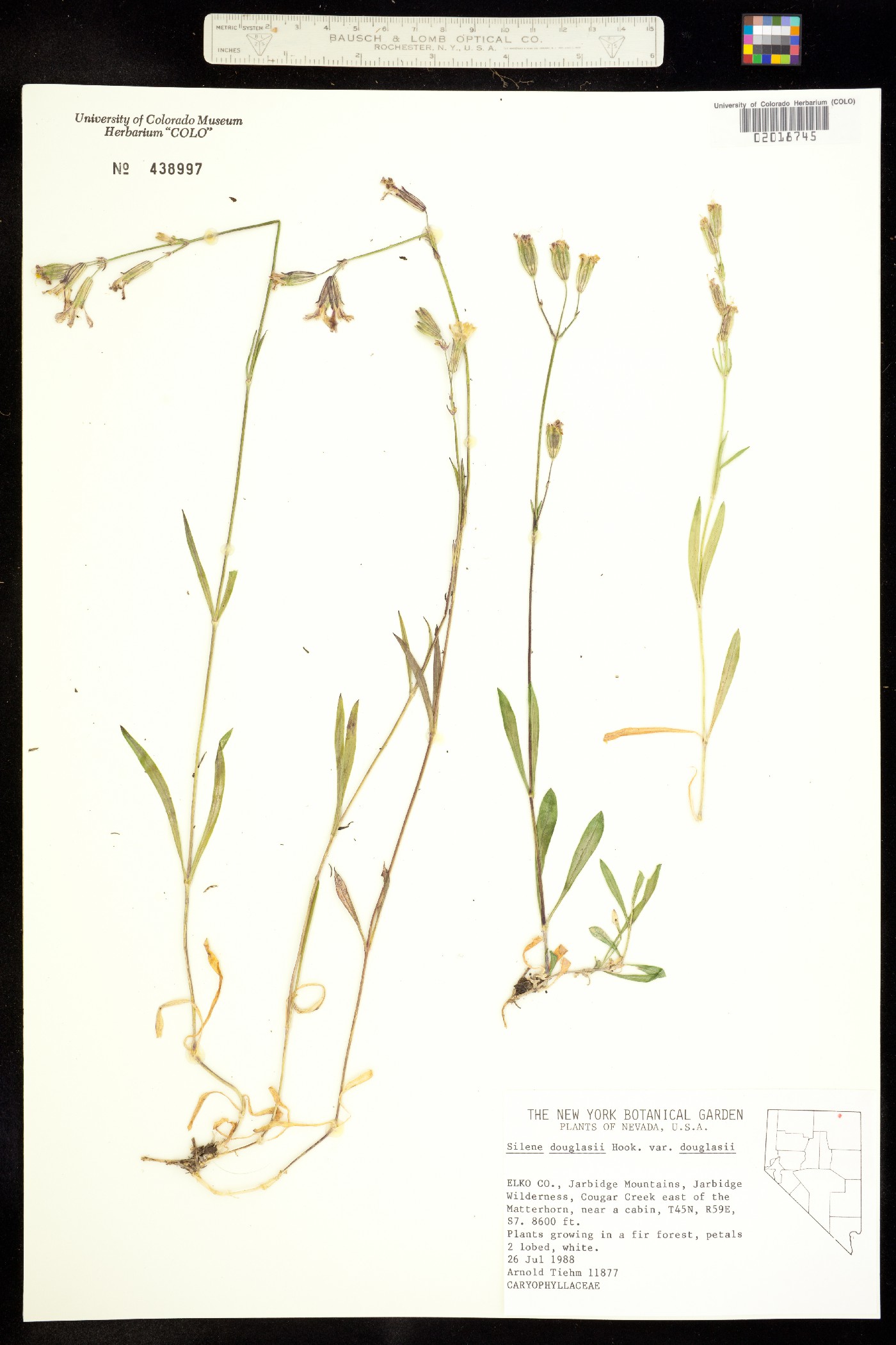 Silene douglasii image