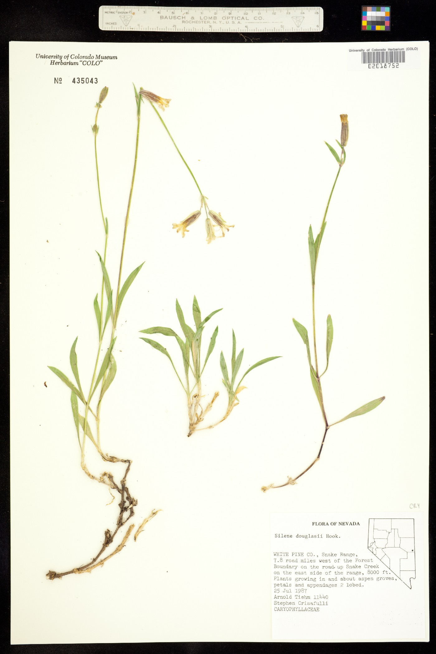 Silene douglasii image