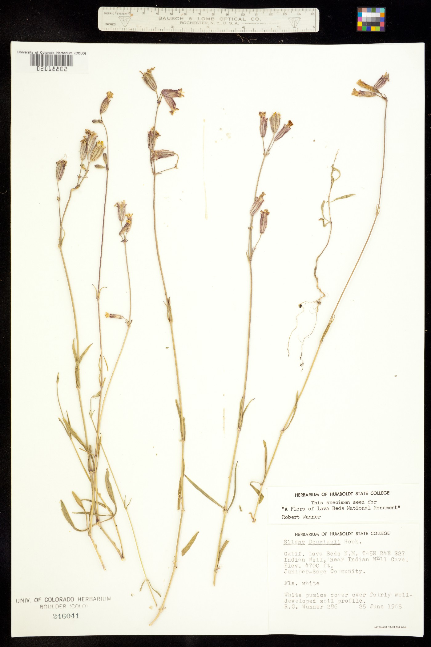 Silene douglasii image