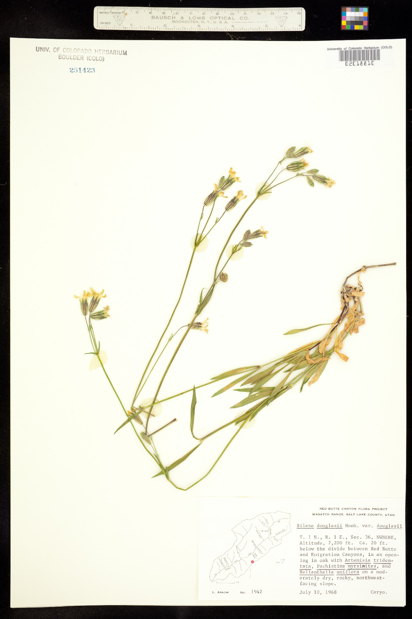 Silene douglasii image