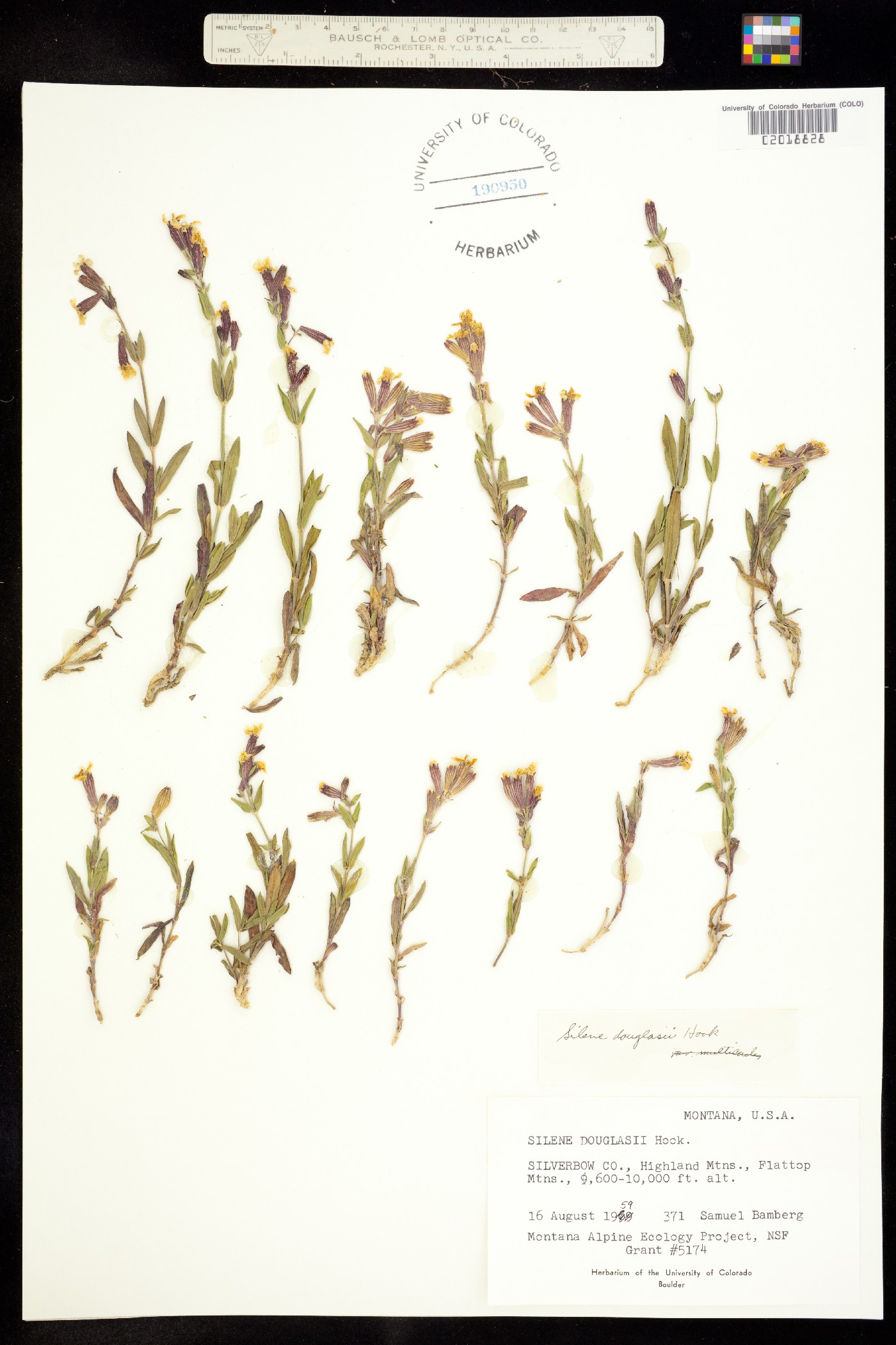 Silene douglasii image