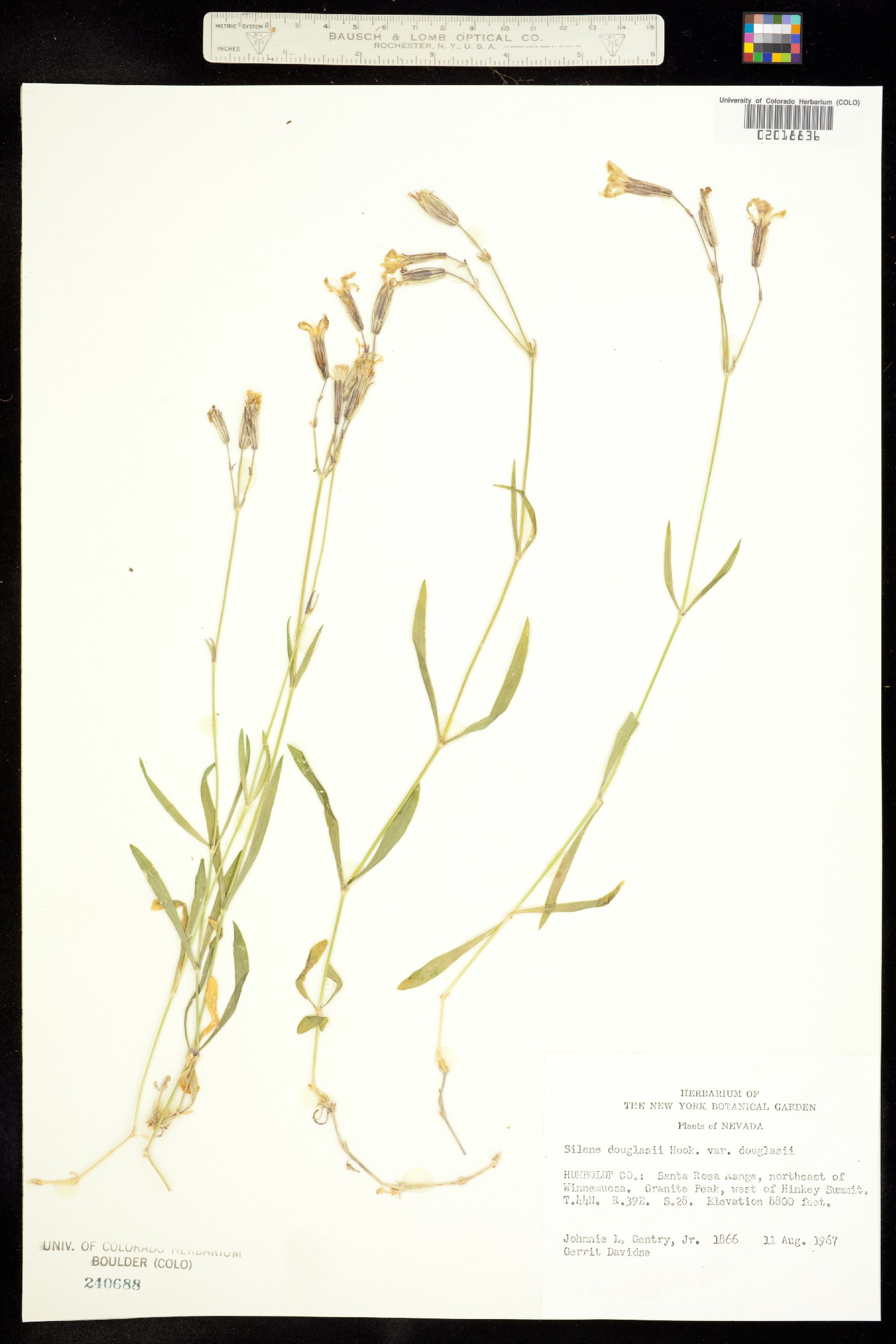 Silene douglasii image