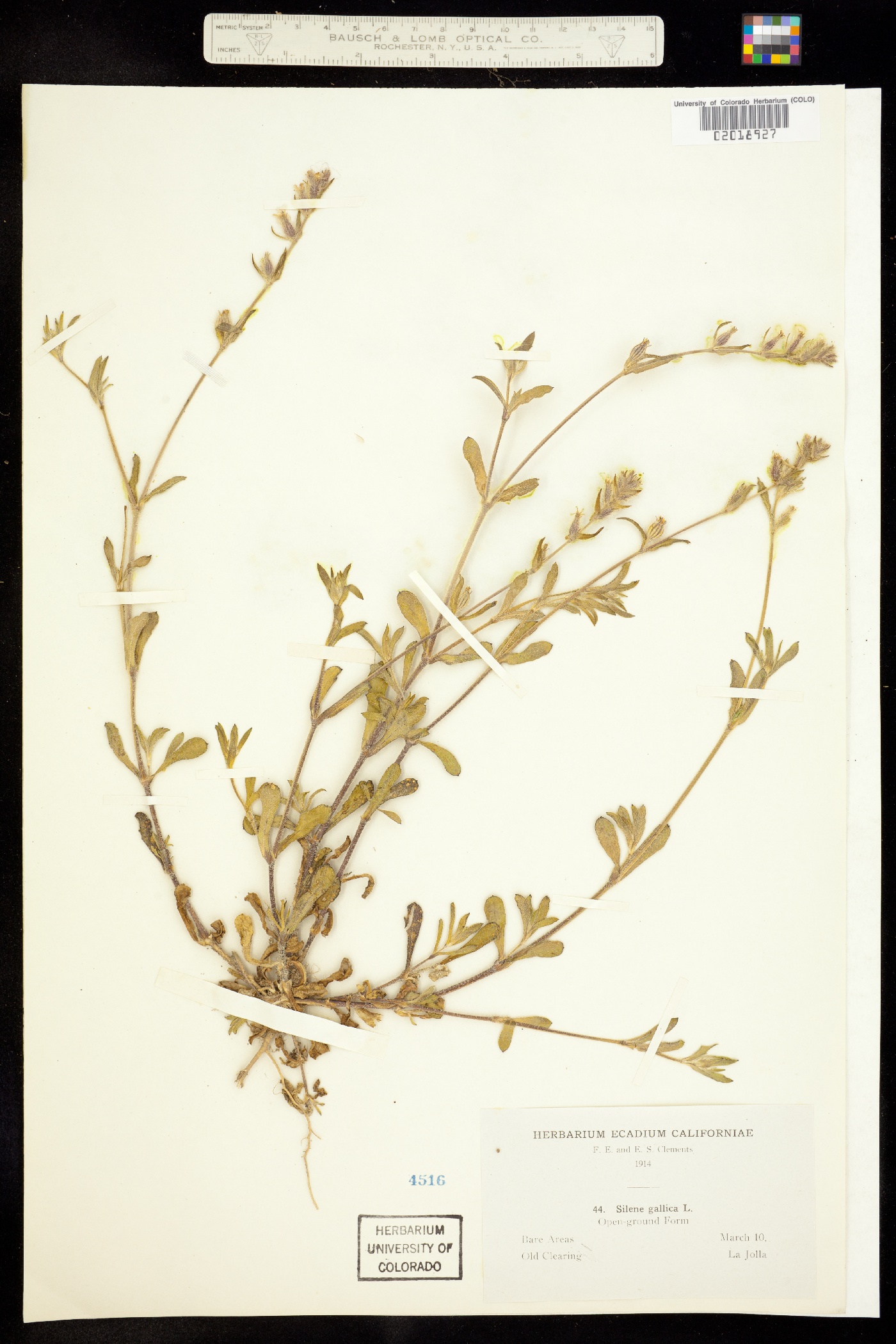Silene gallica image
