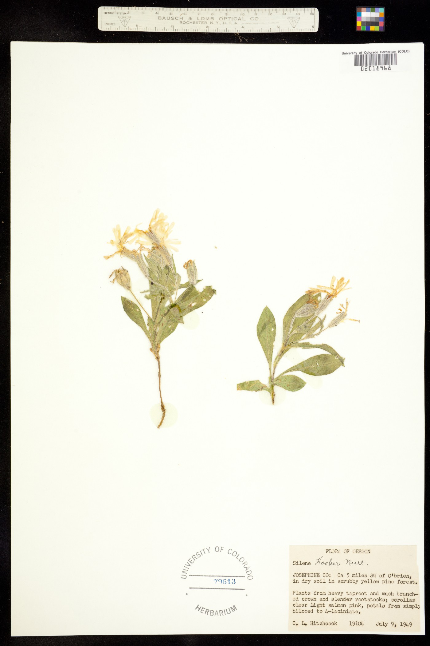 Silene hookeri image