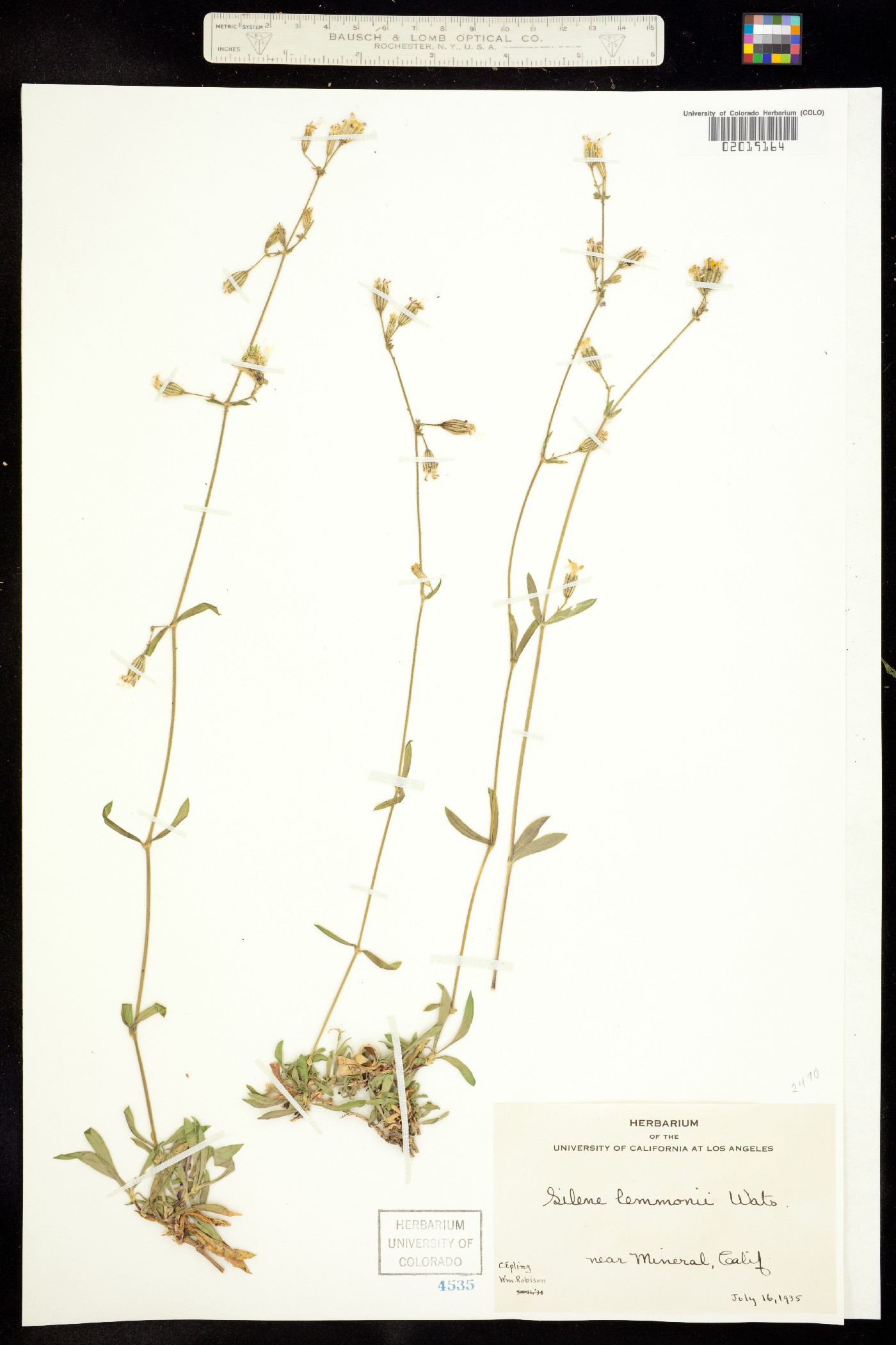 Silene lemmonii image
