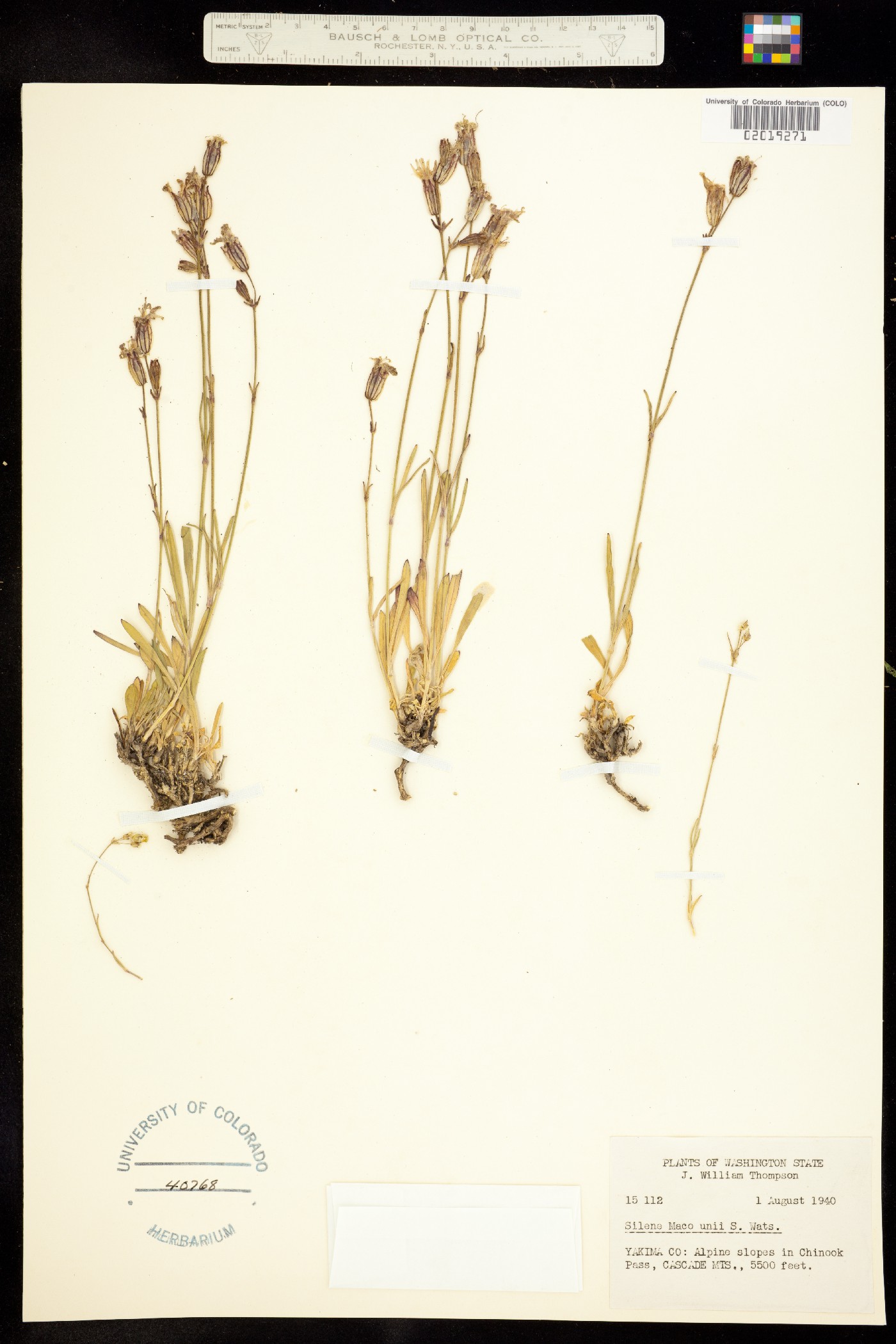 Silene parryi image