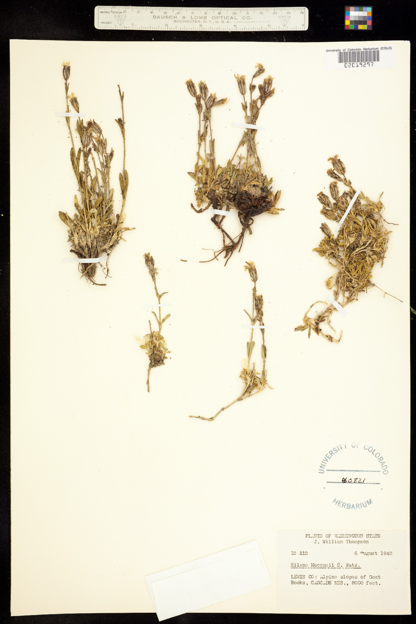 Silene parryi image
