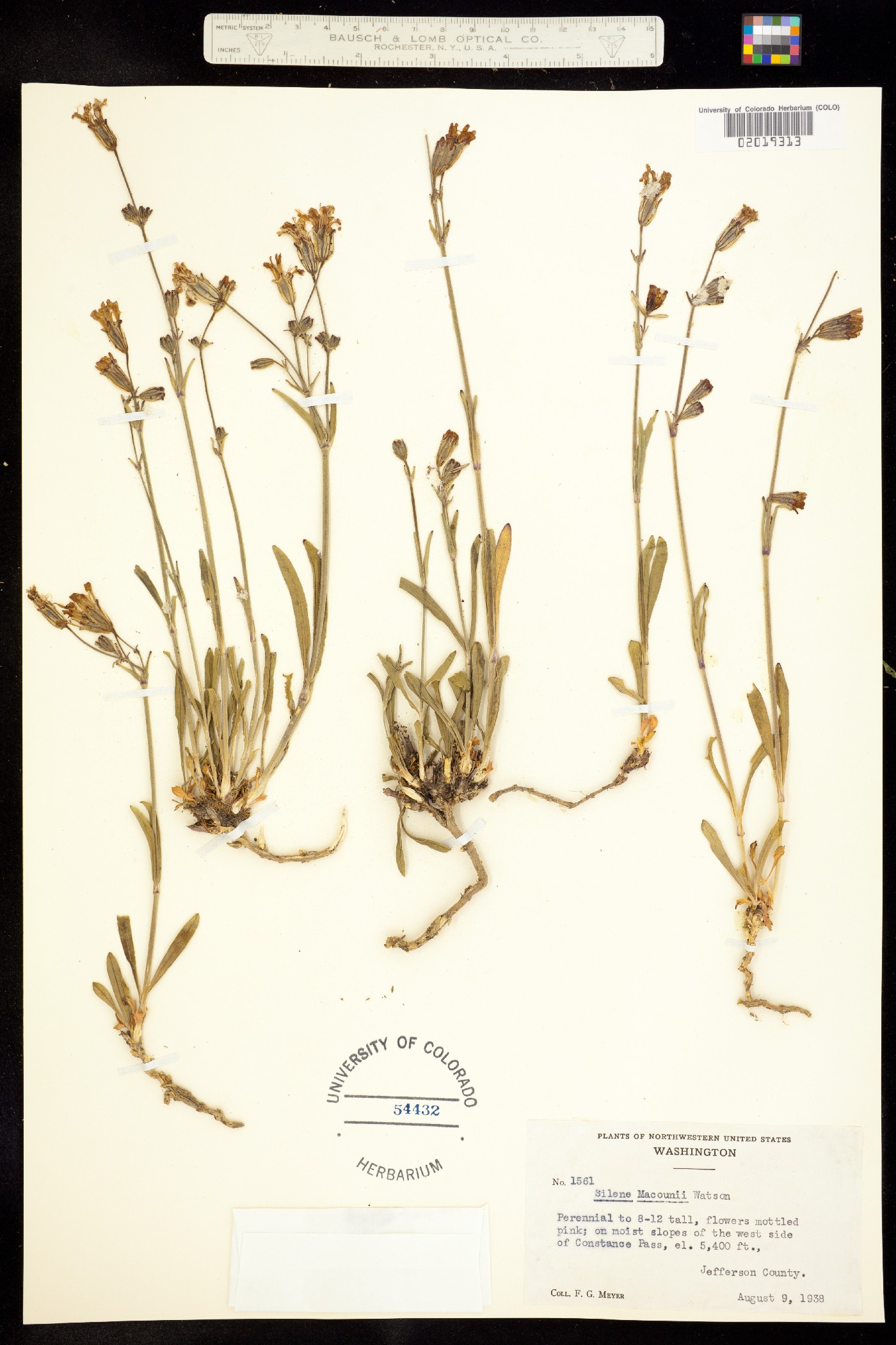 Silene parryi image