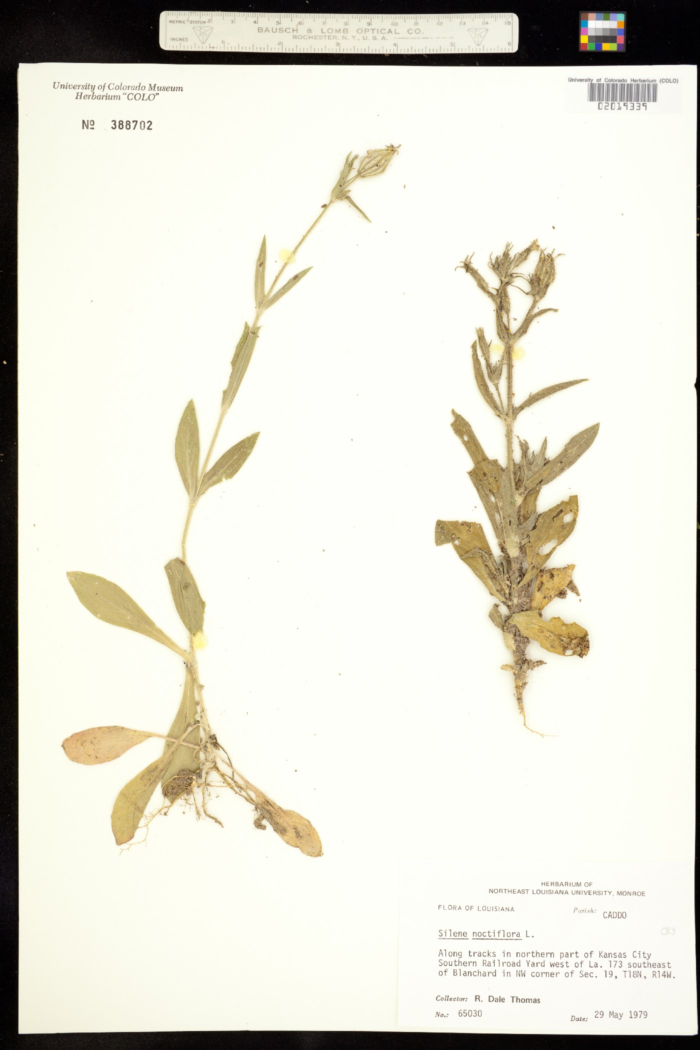 Silene noctiflora image