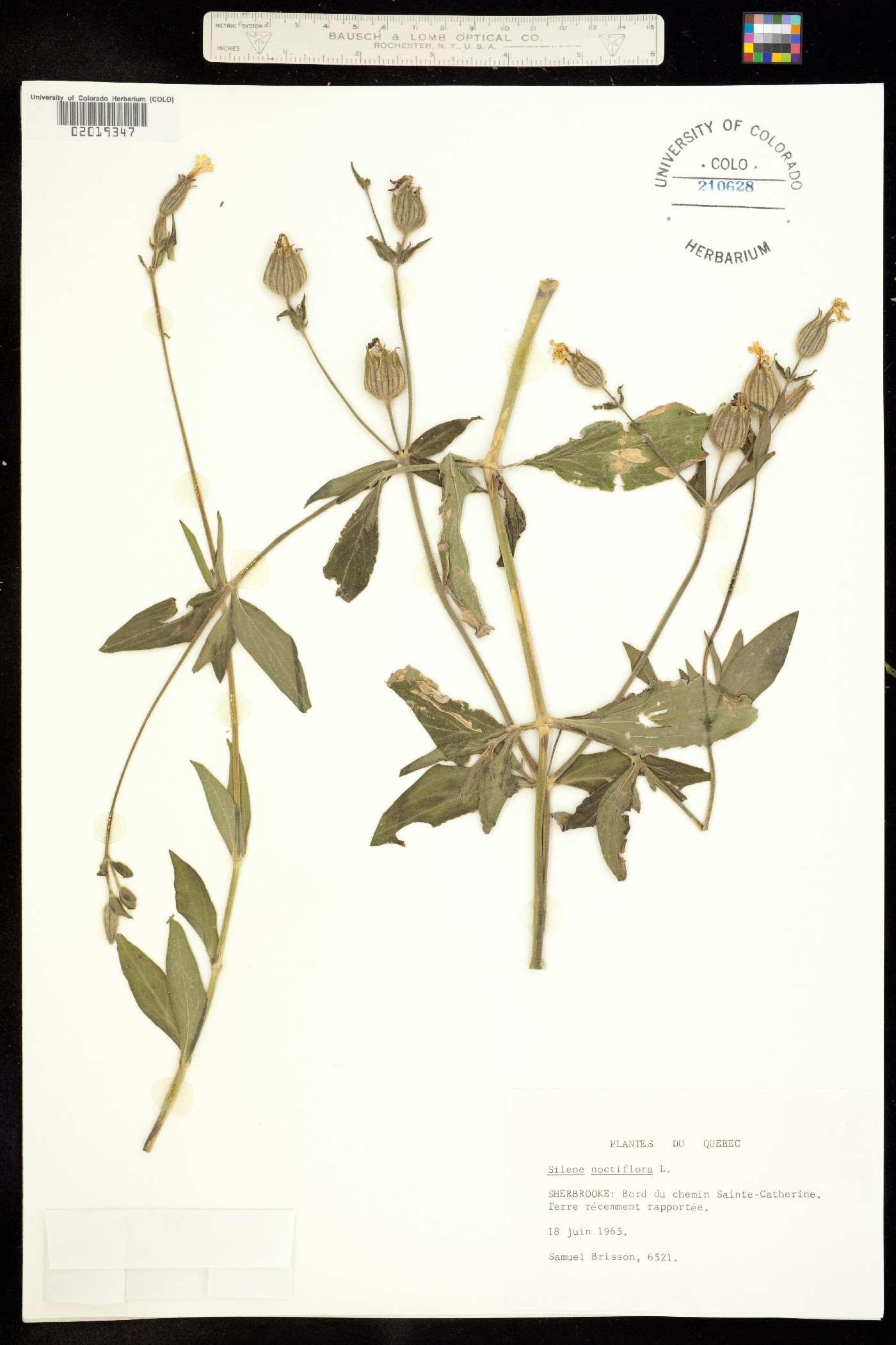 Silene noctiflora image