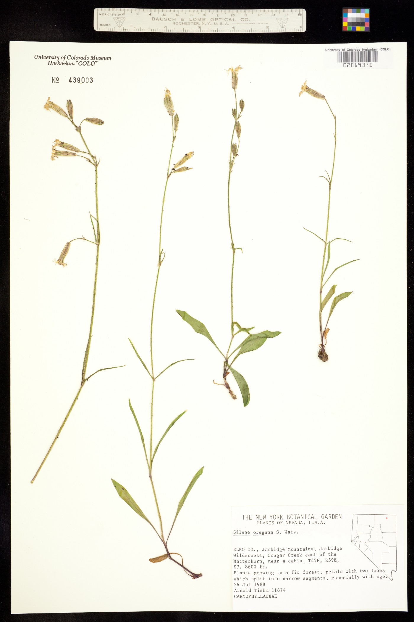 Silene oregana image