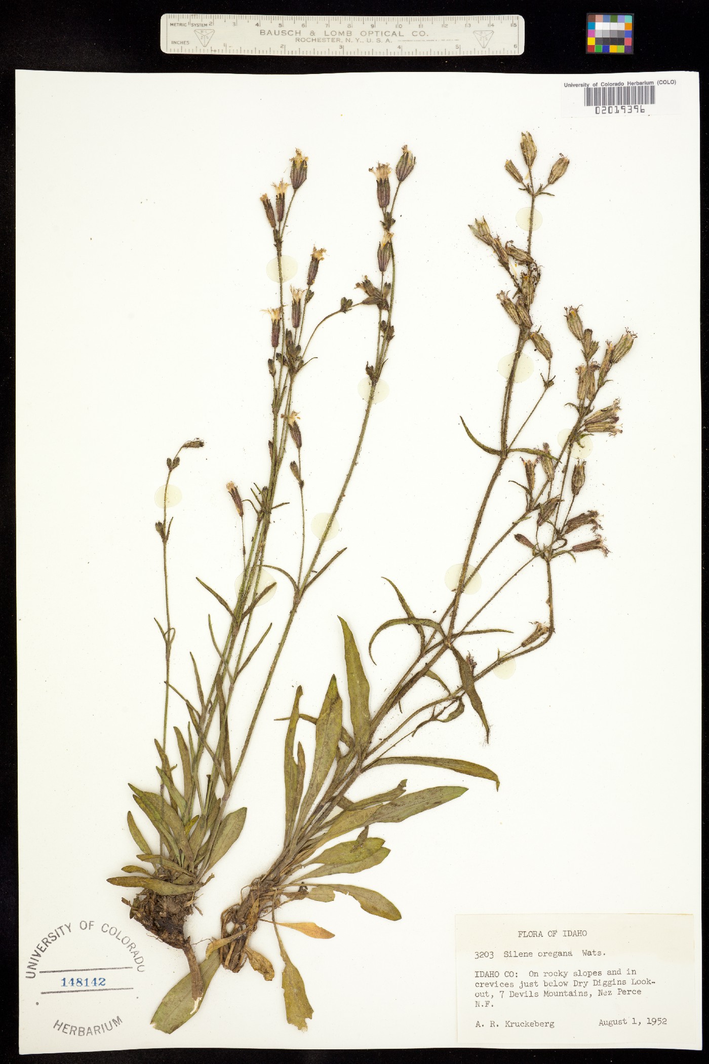 Silene image