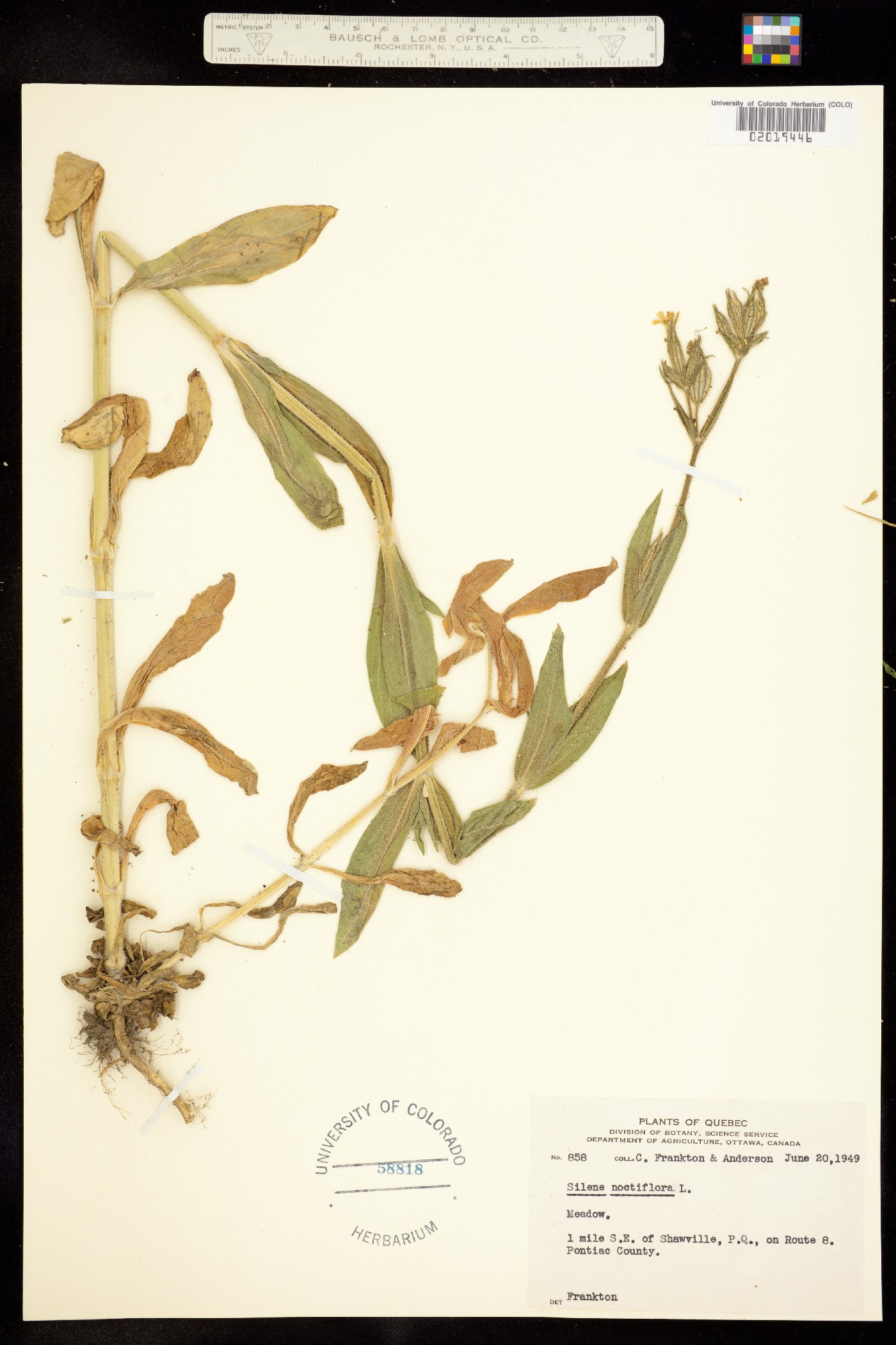 Silene noctiflora image